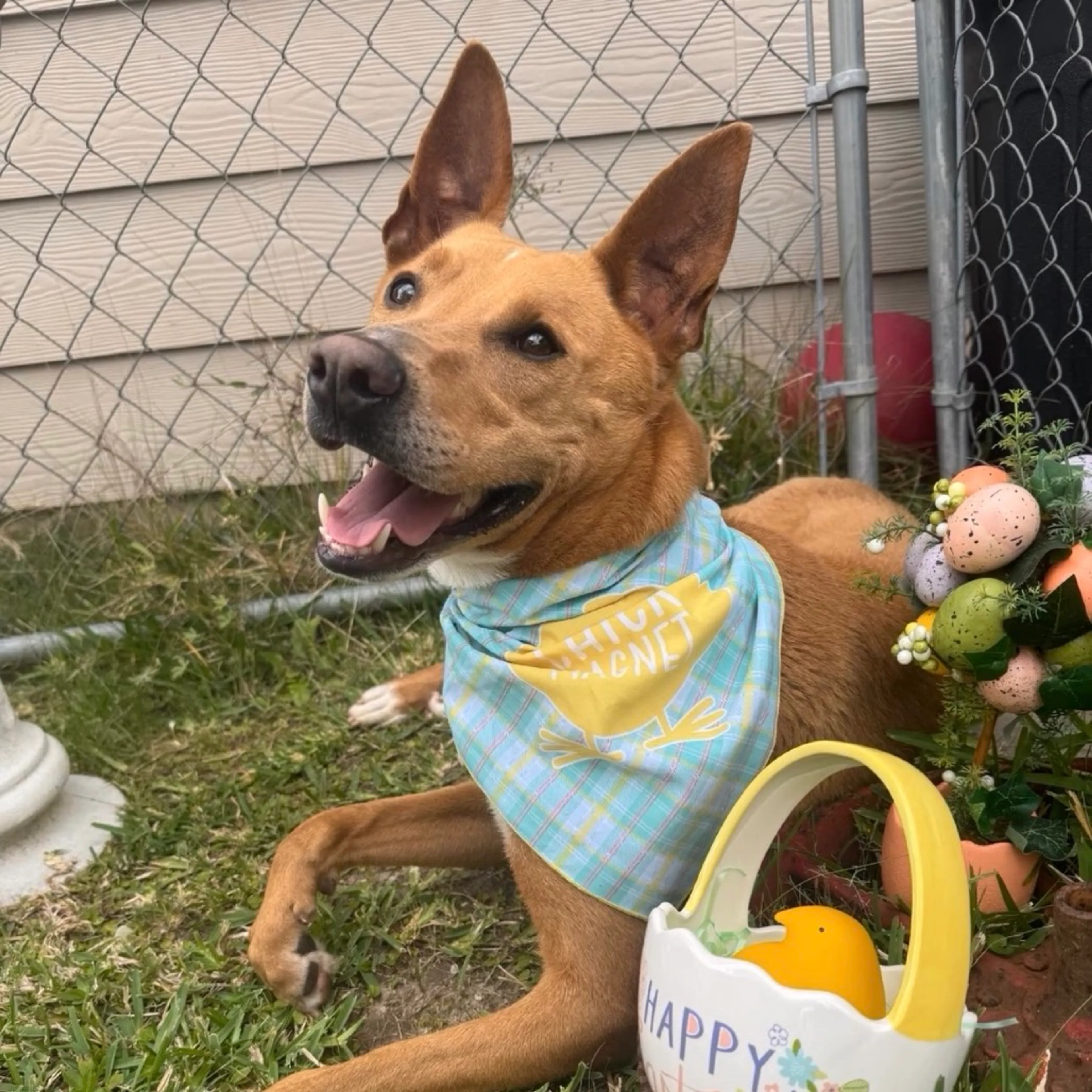 Found pet-24