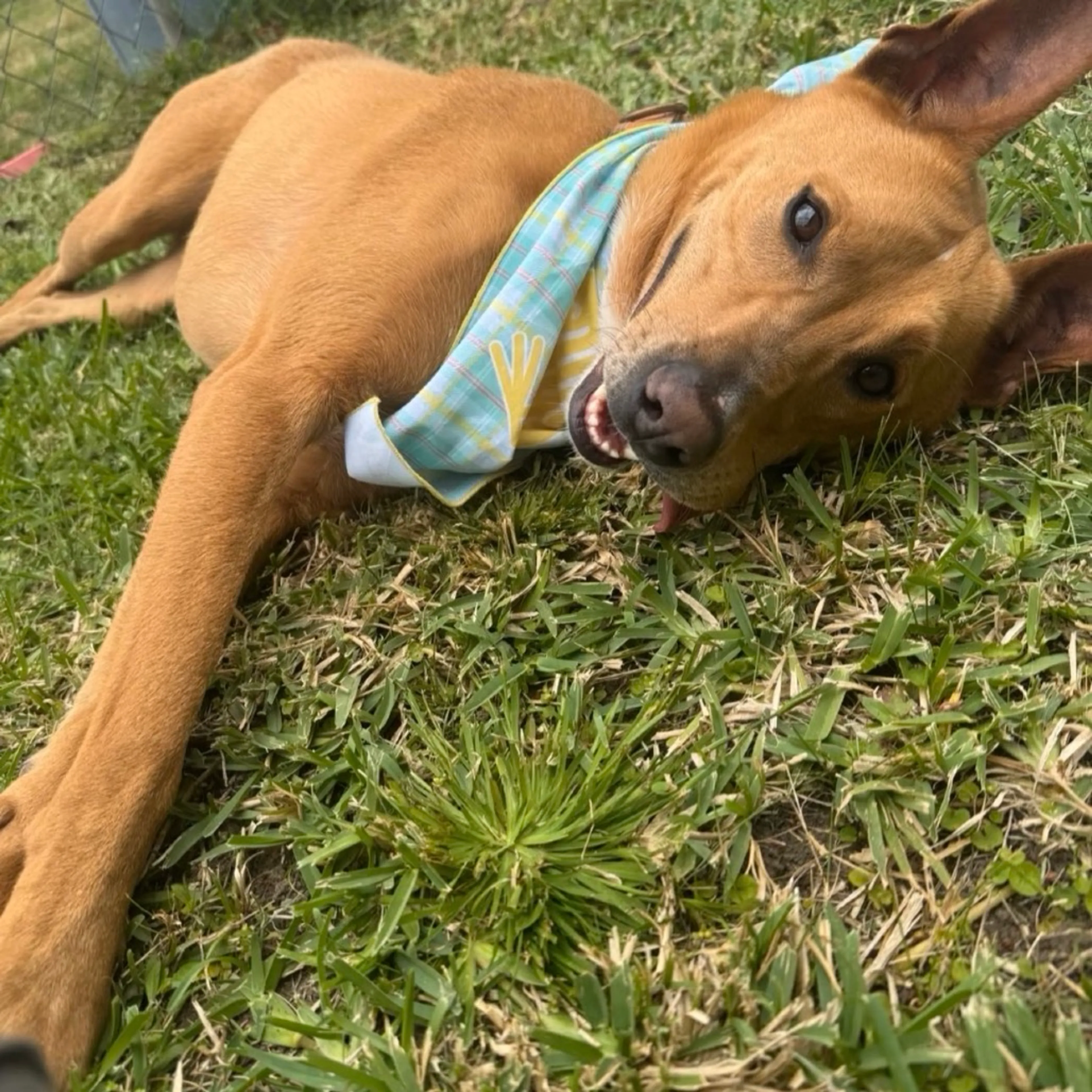 Found pet-23