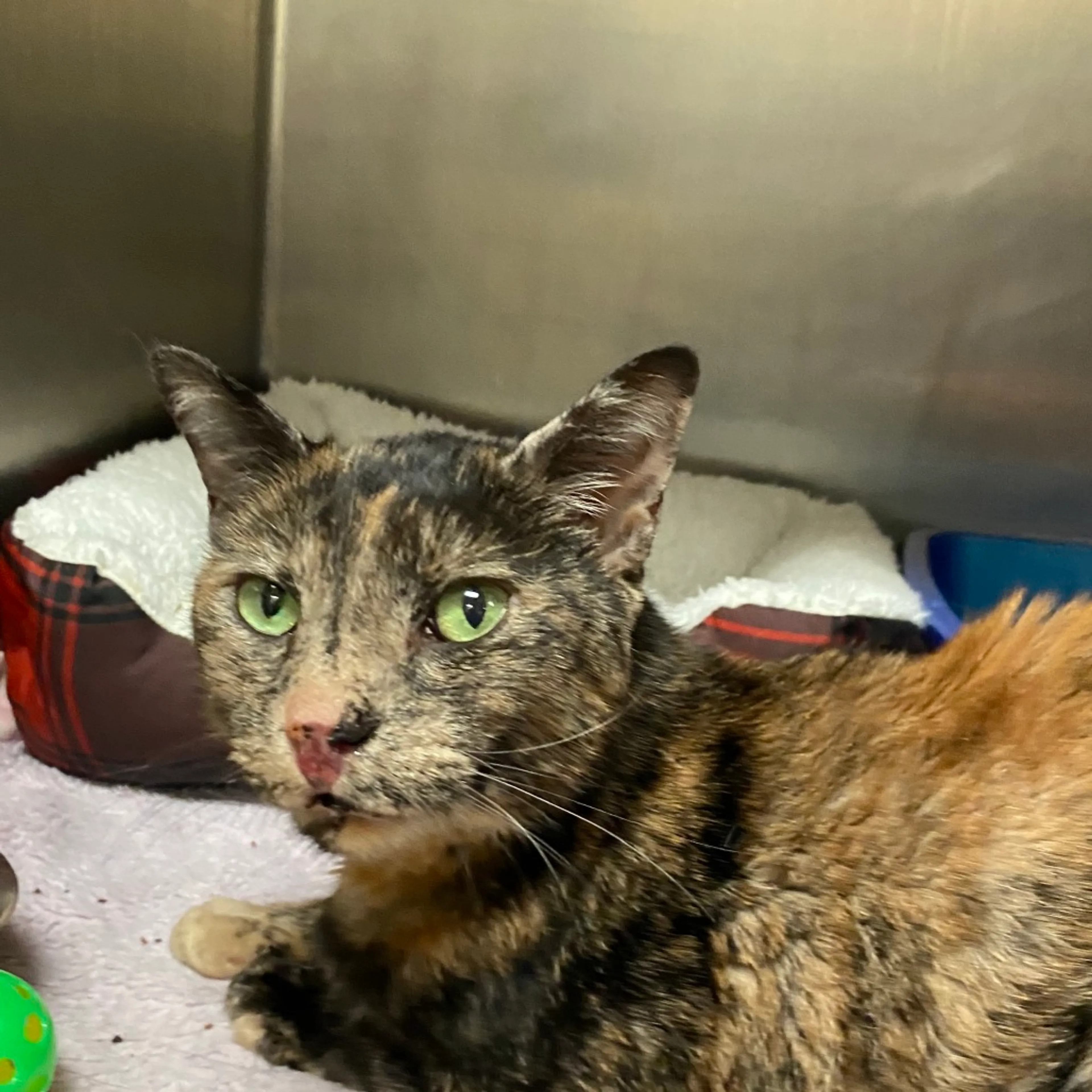 Found pet