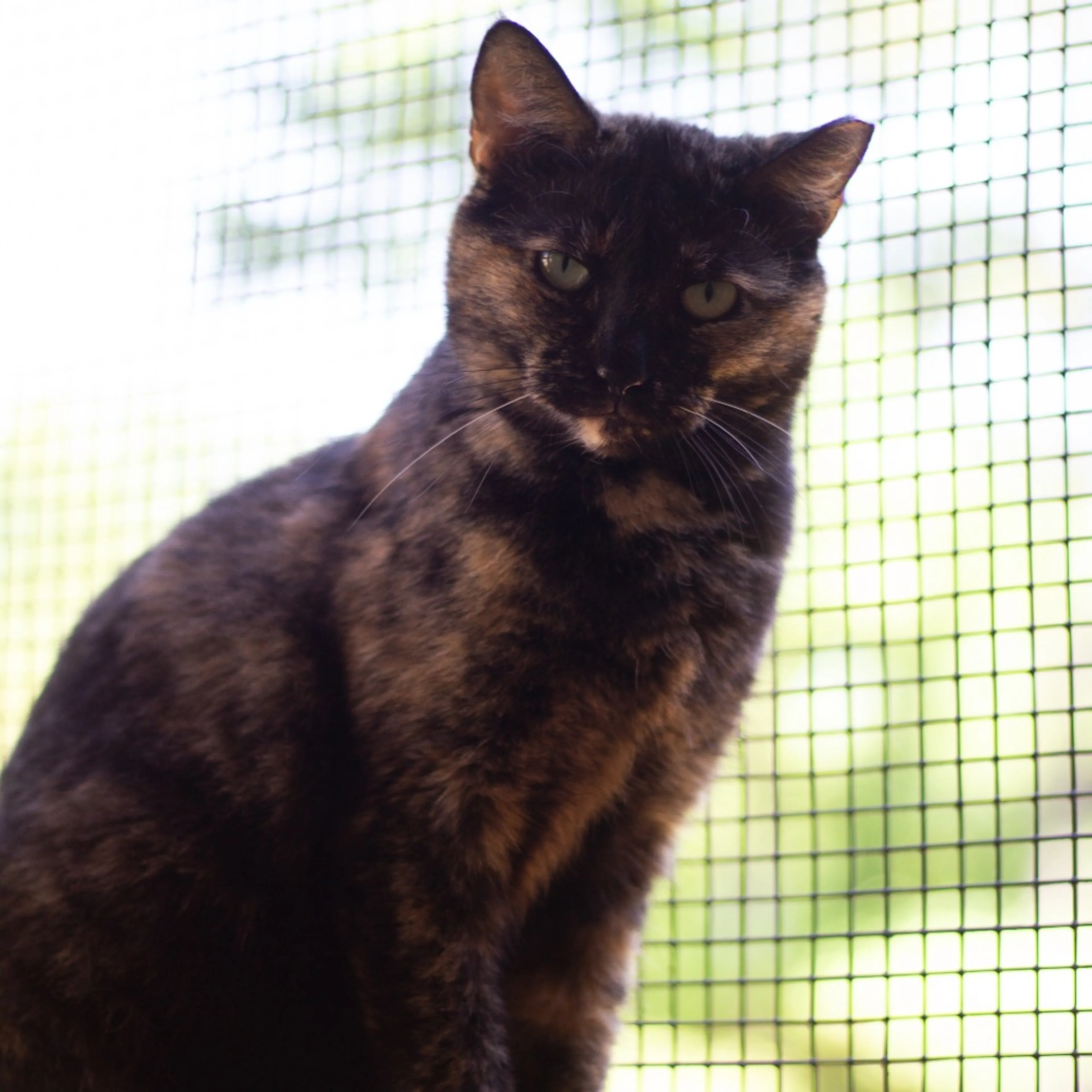 Found pet-3