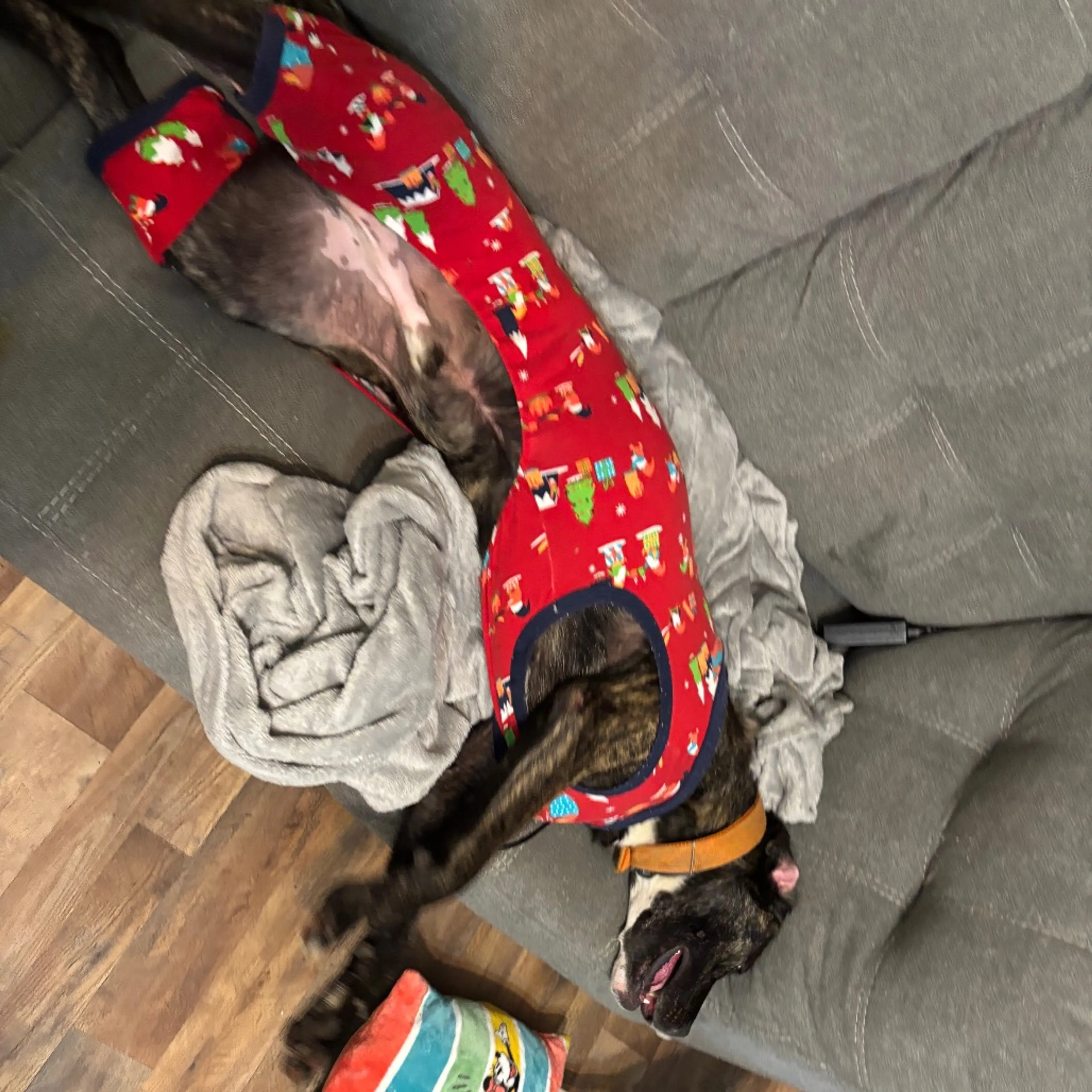 Found pet-14
