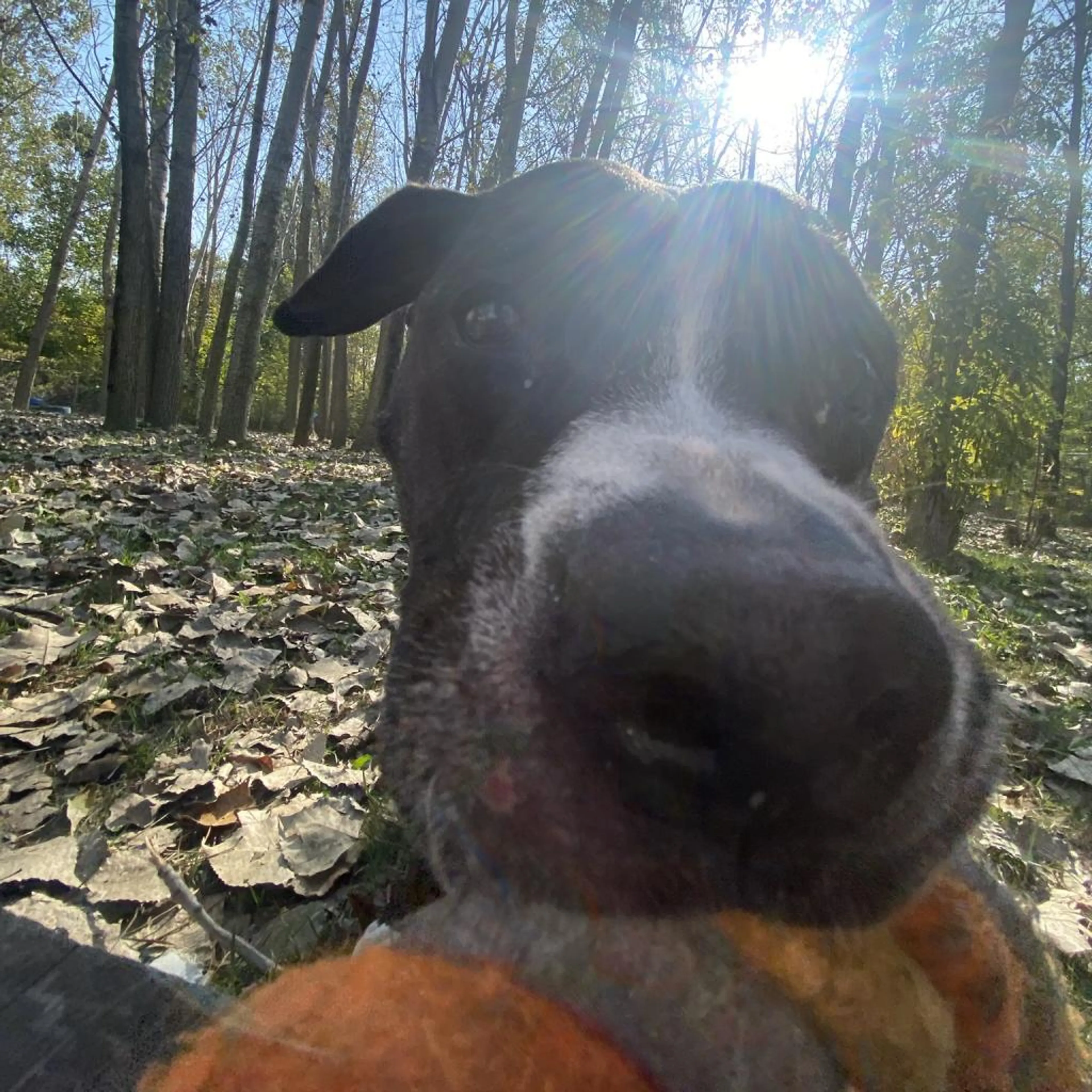Found pet-2