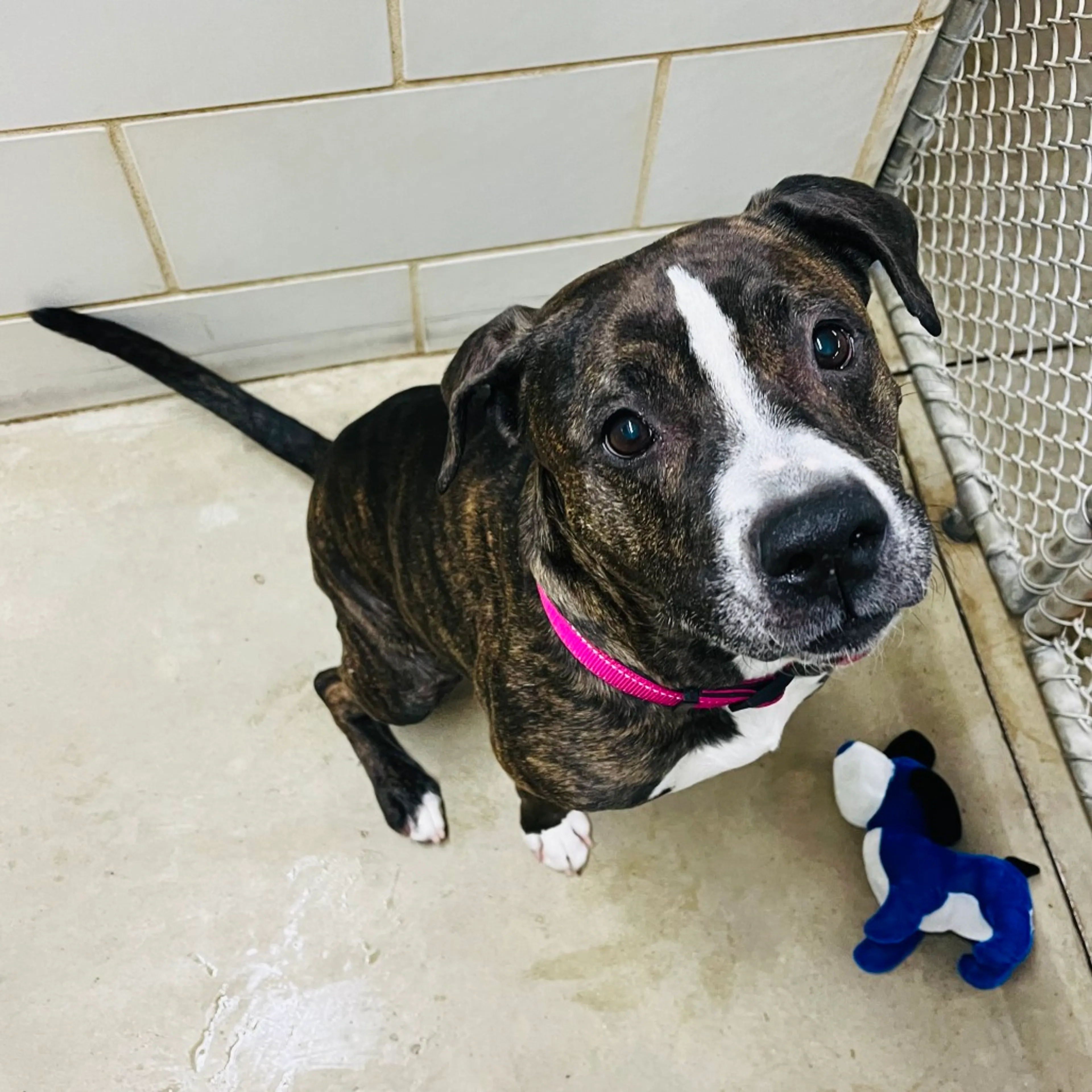 Found pet-14