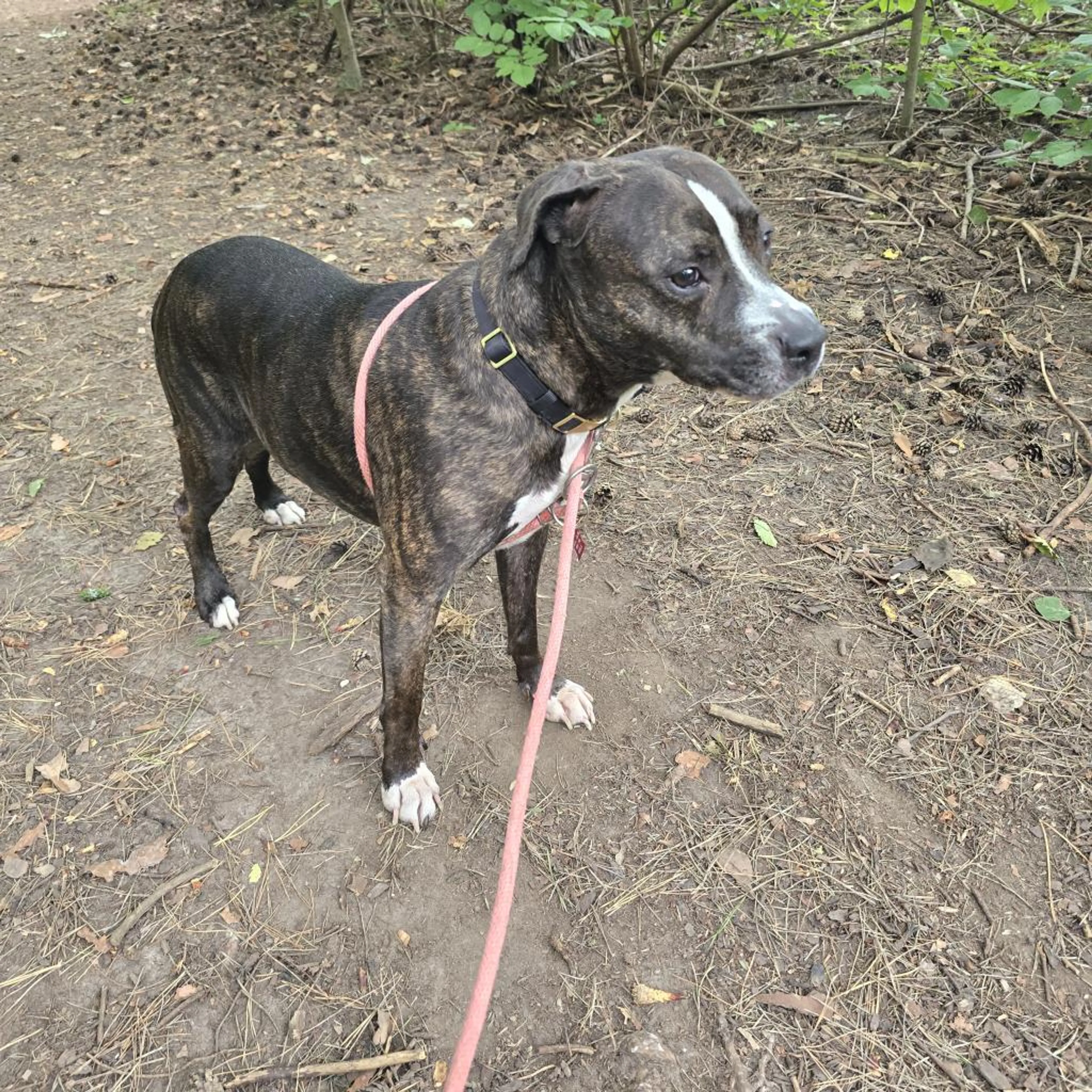 Found pet-12