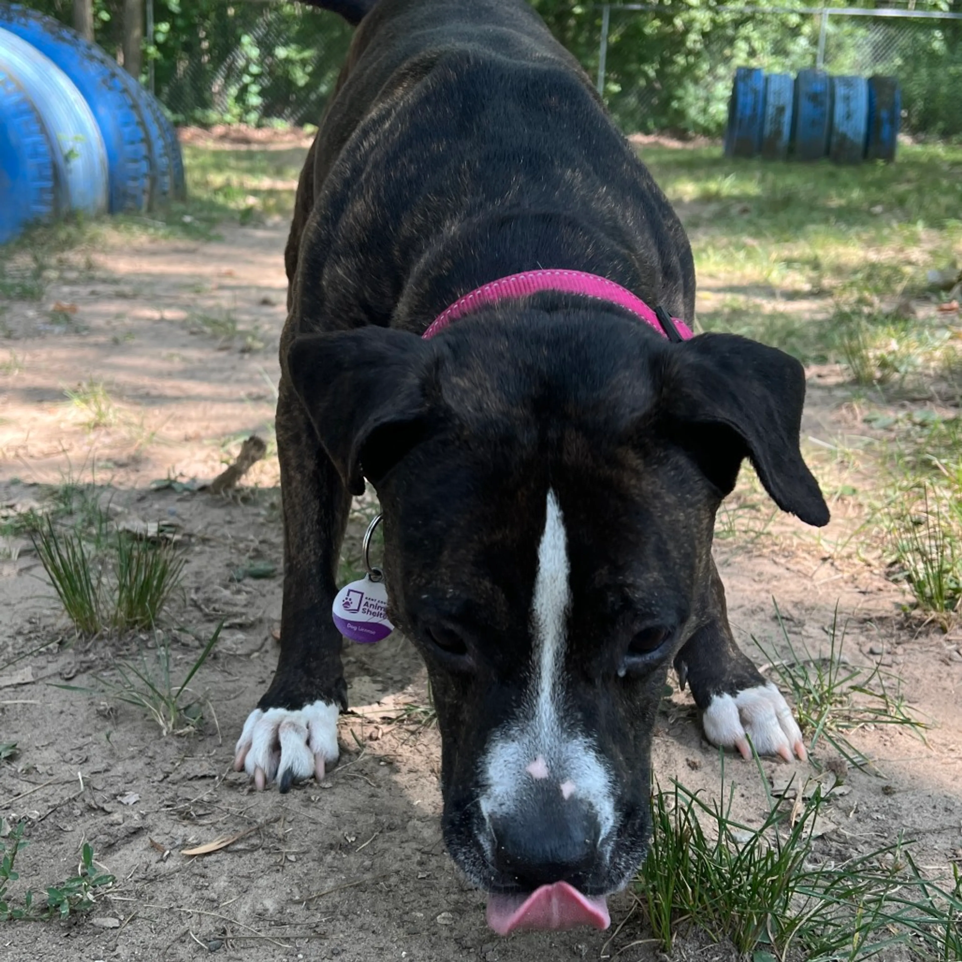 Found pet-17