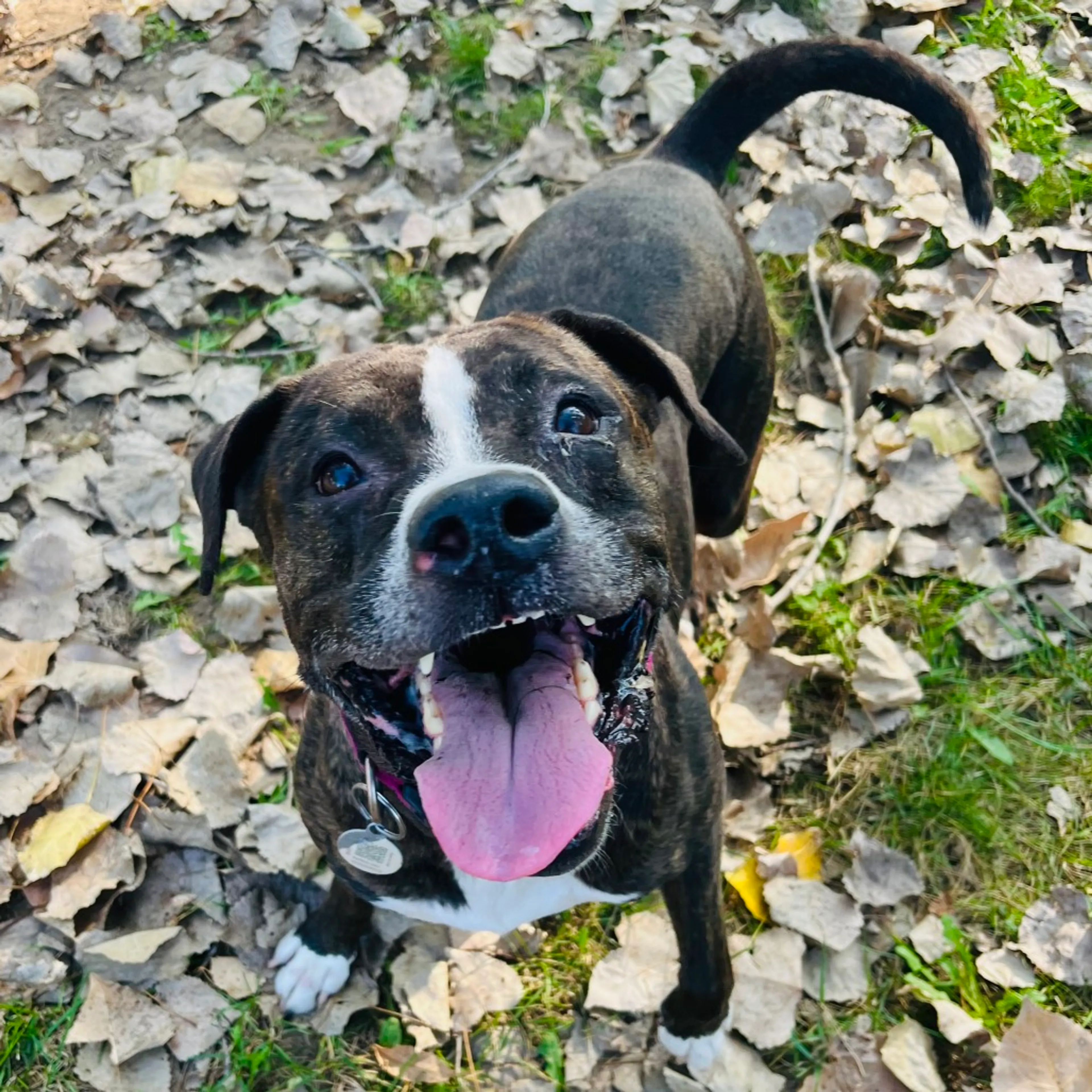Found pet-19