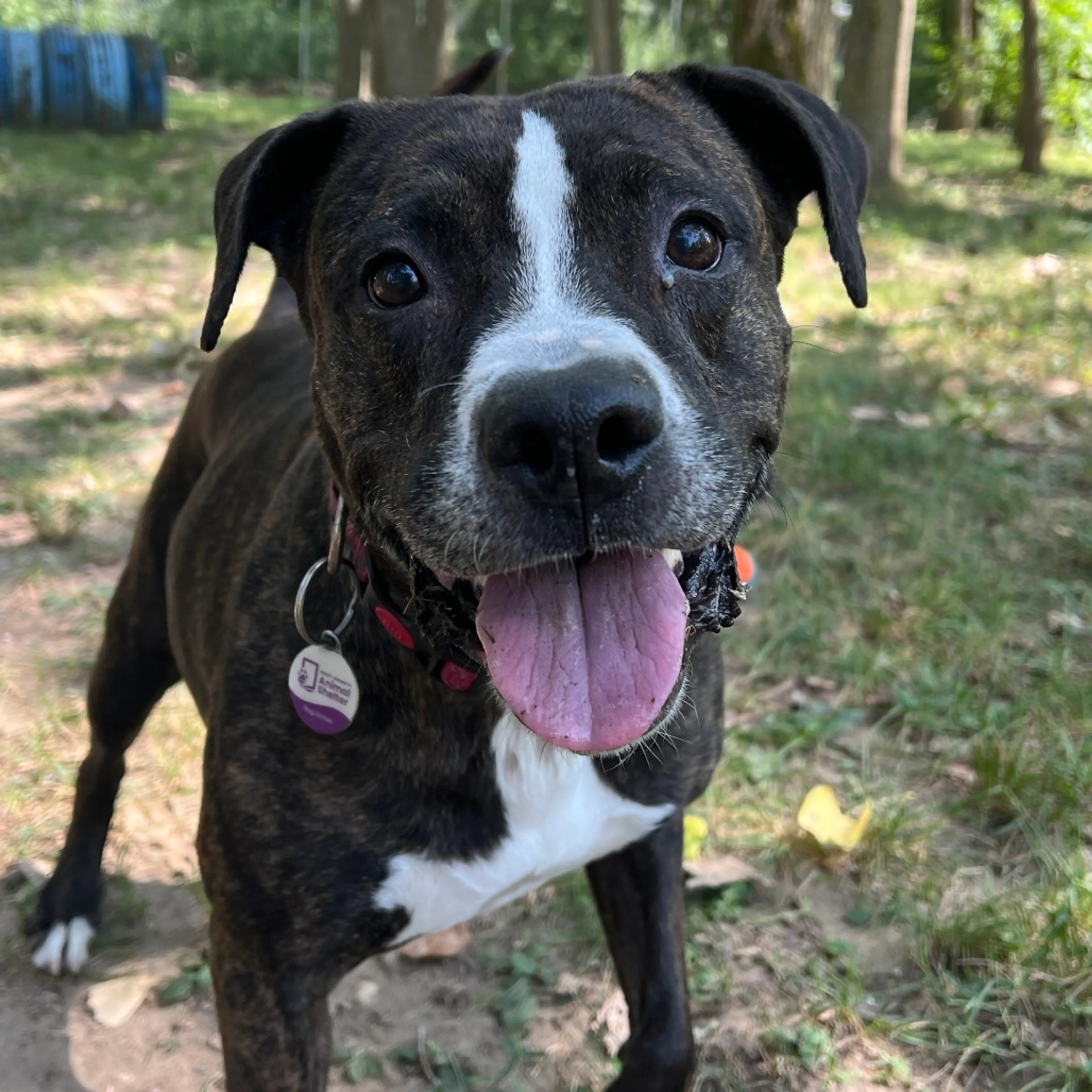 Found pet-16