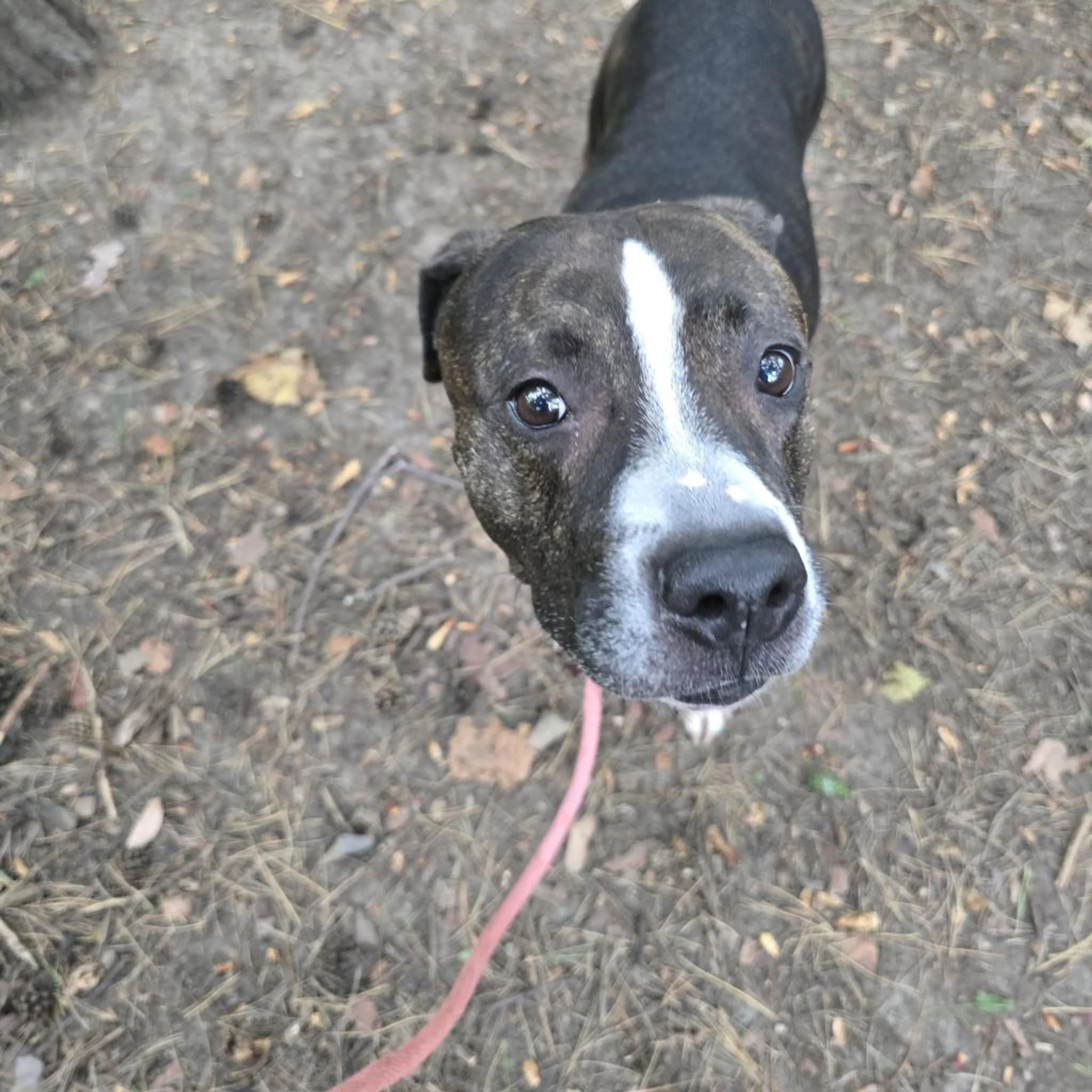 Found pet-13