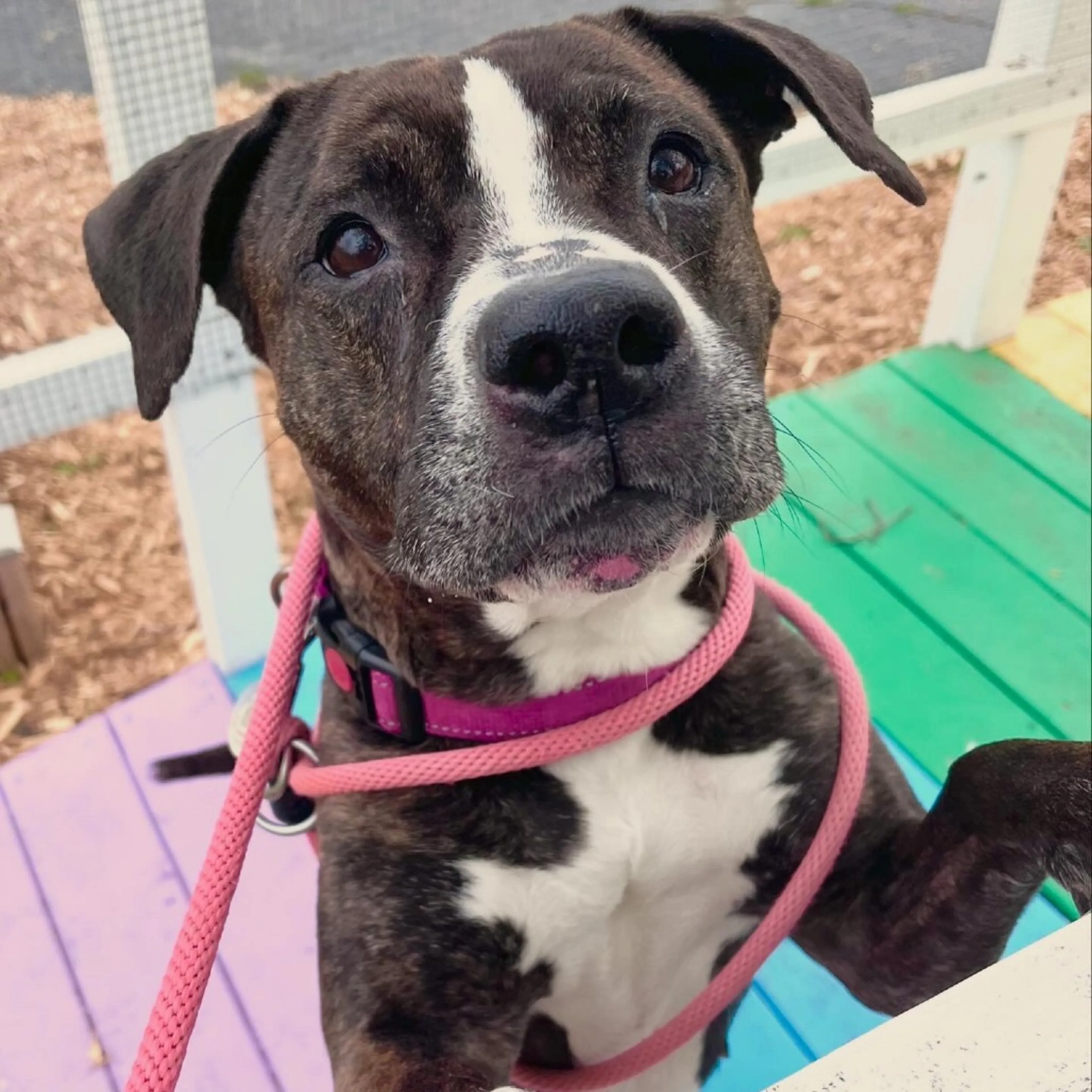 Found pet-28