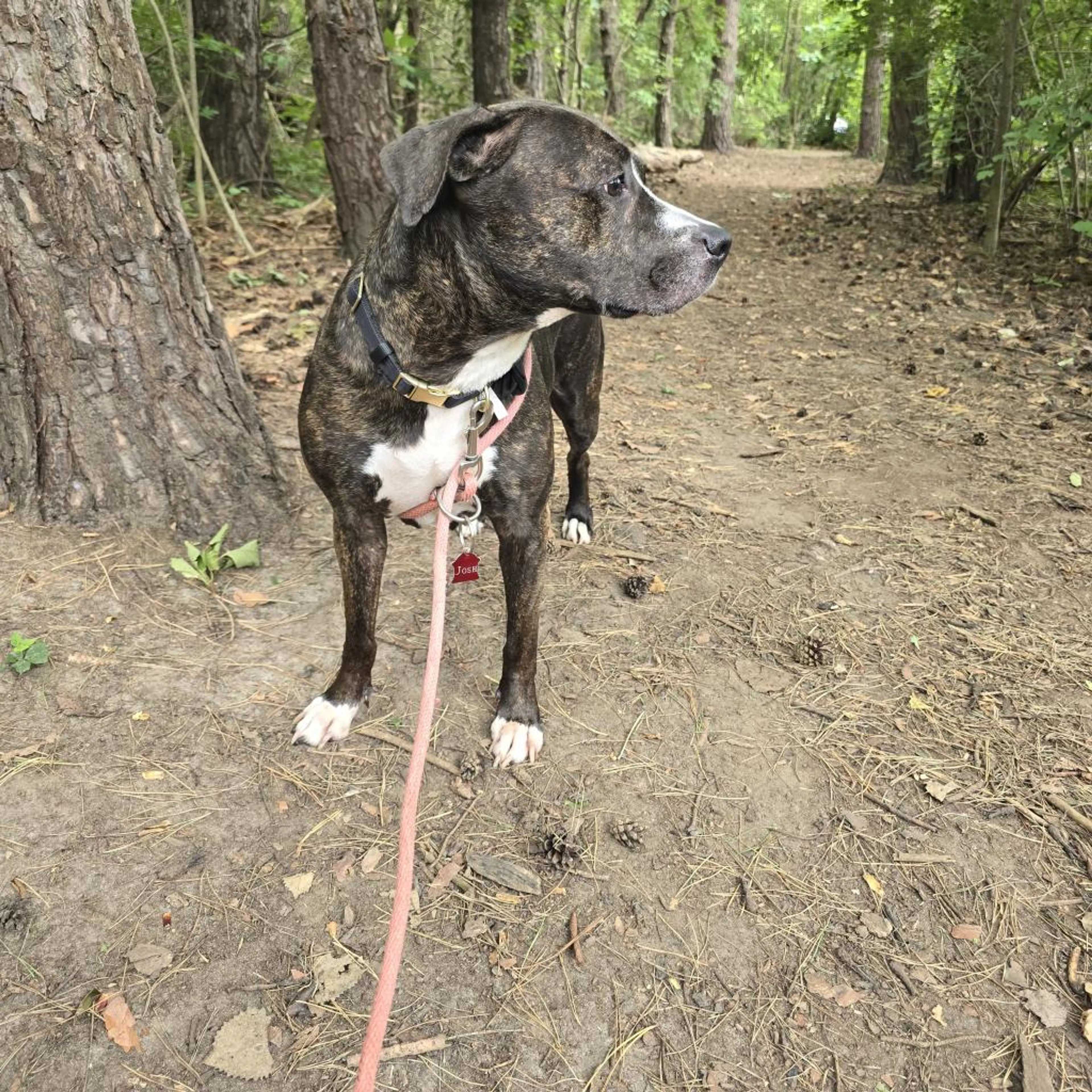Found pet-11