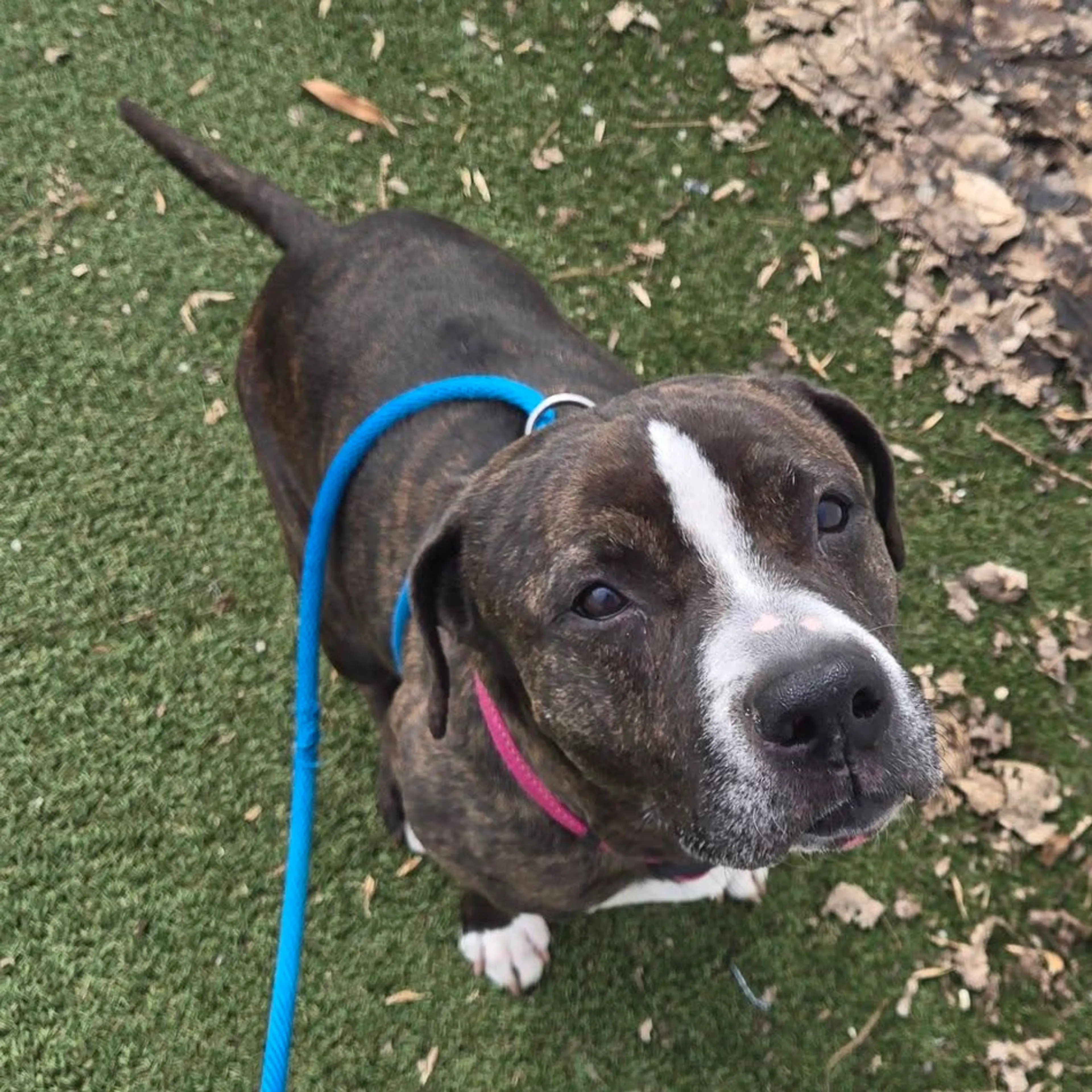 Found pet-26