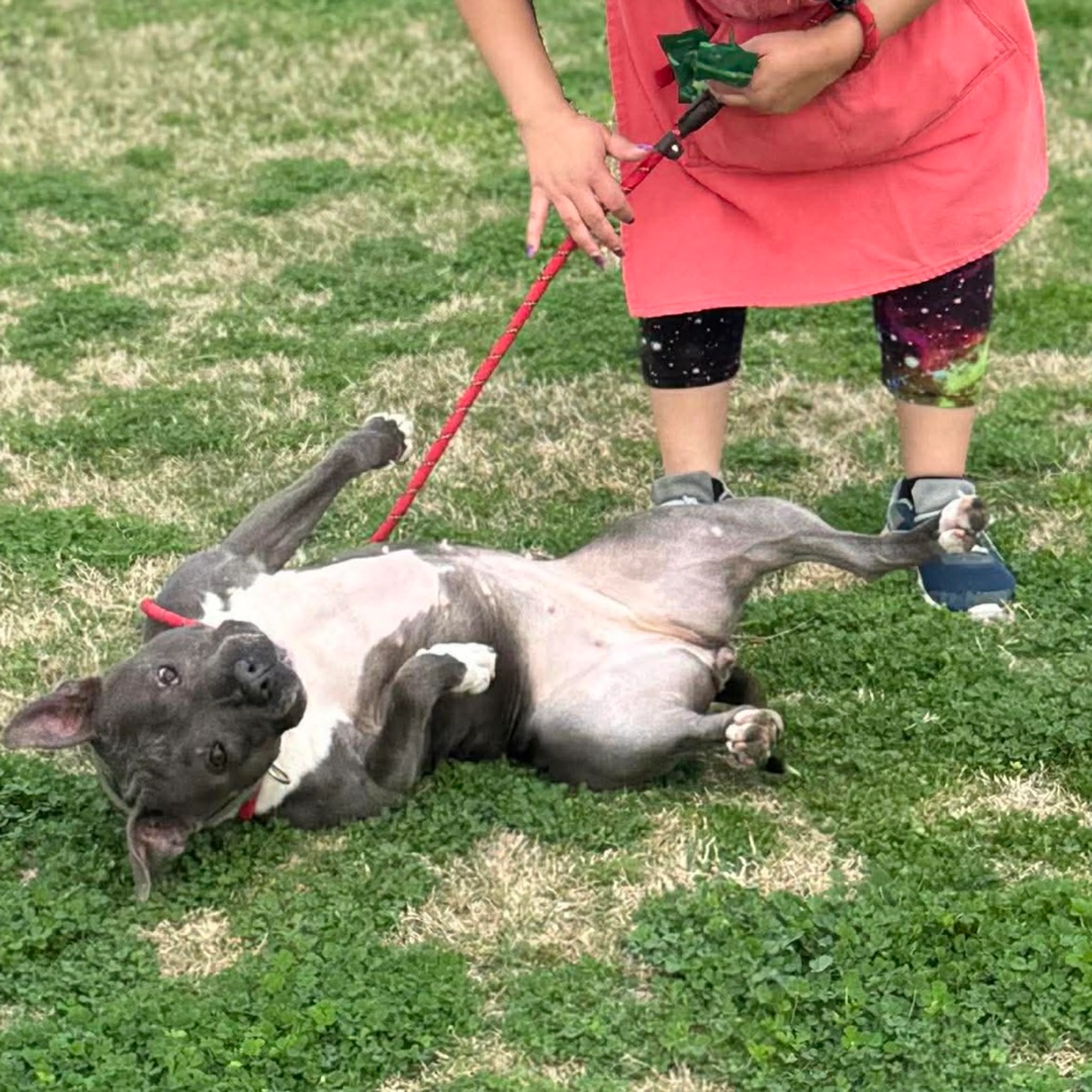 Found pet-10