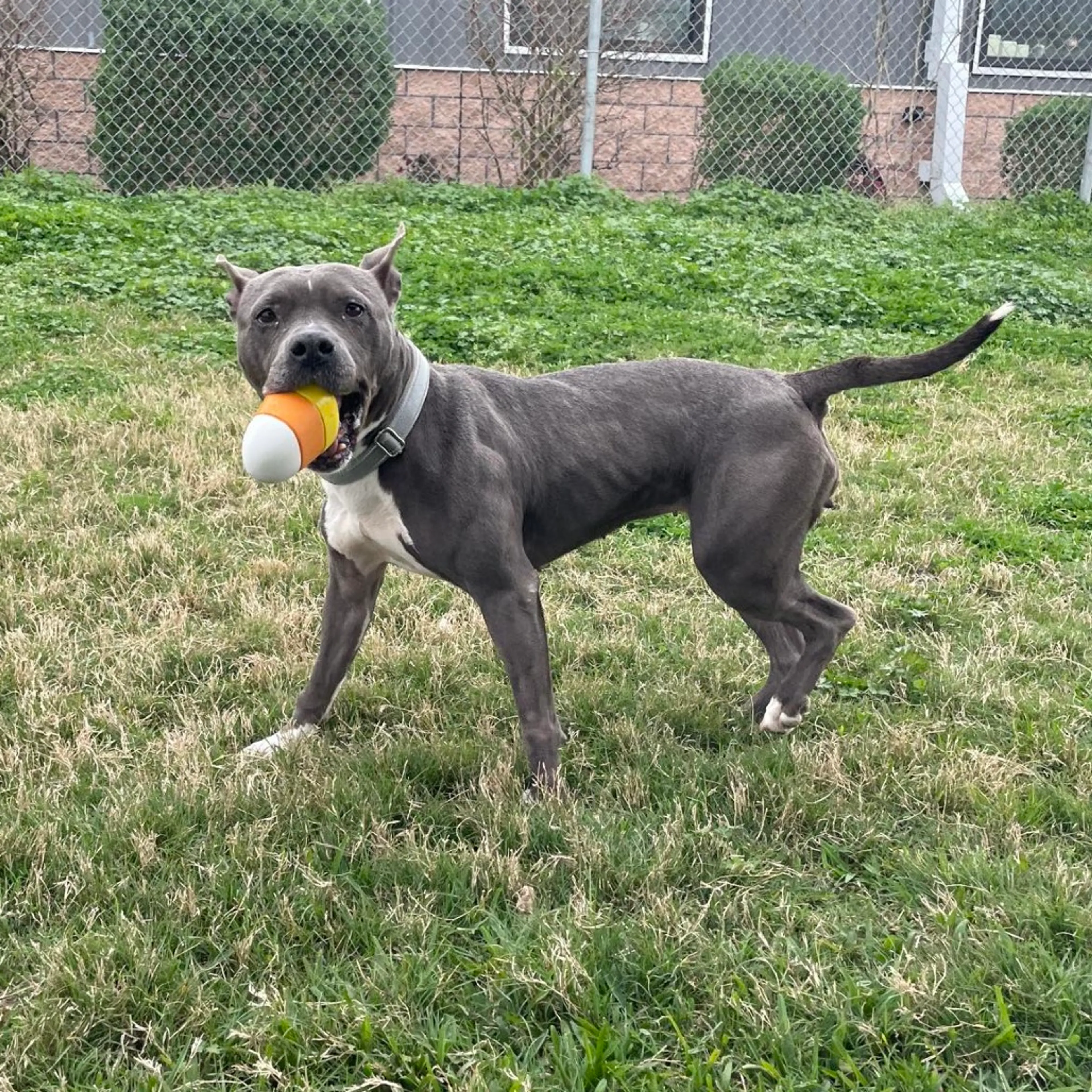 Found pet-3