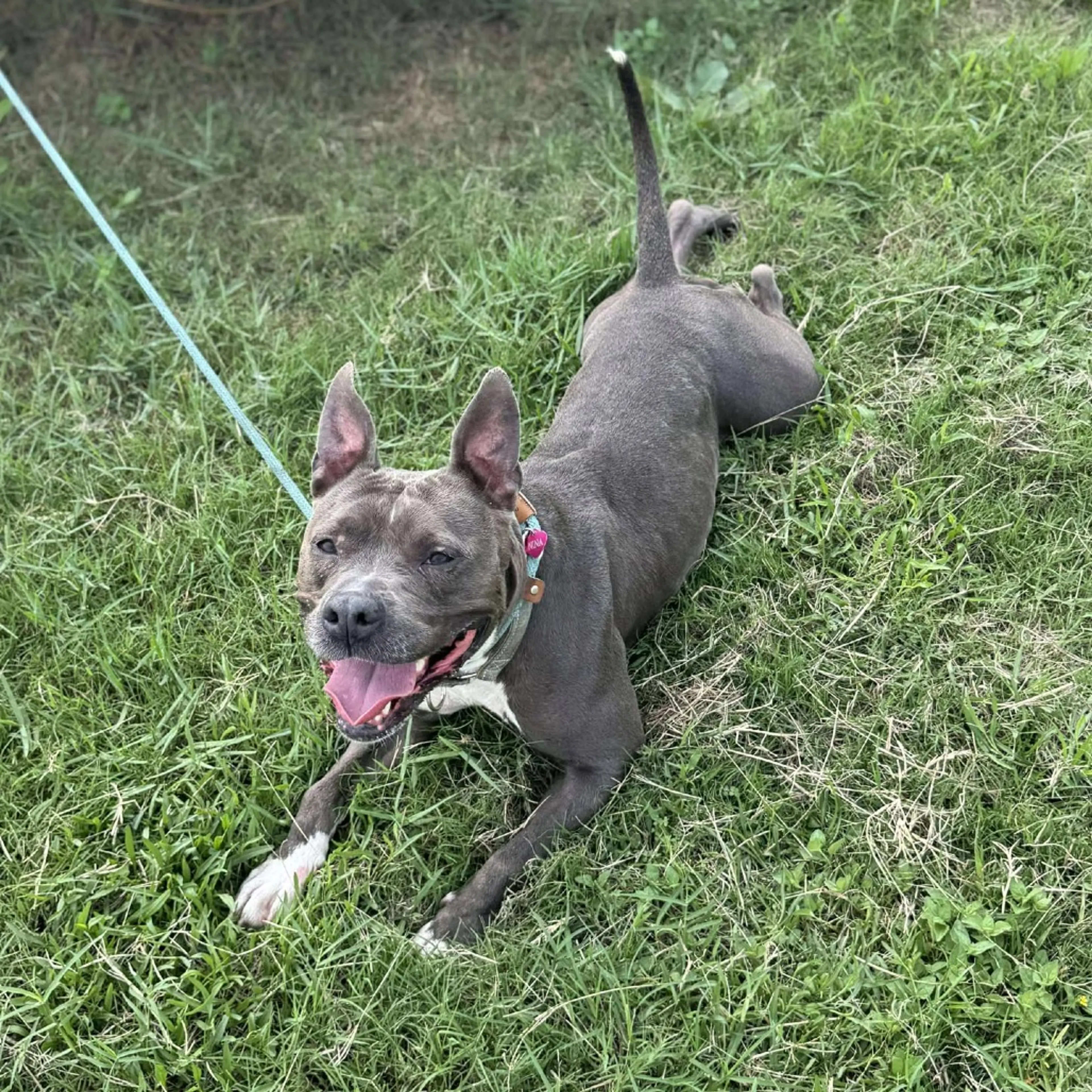 Found pet-8