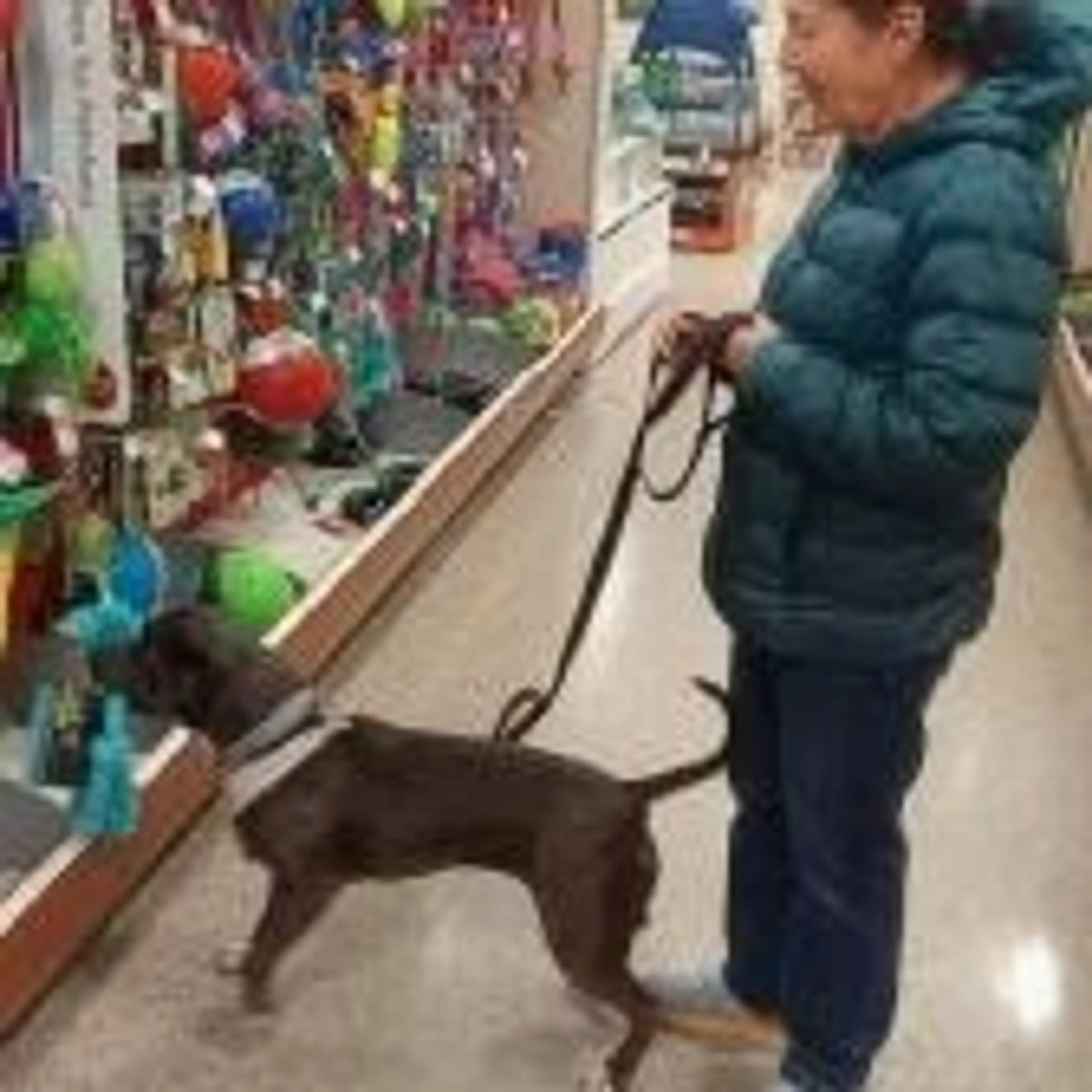Found pet-24