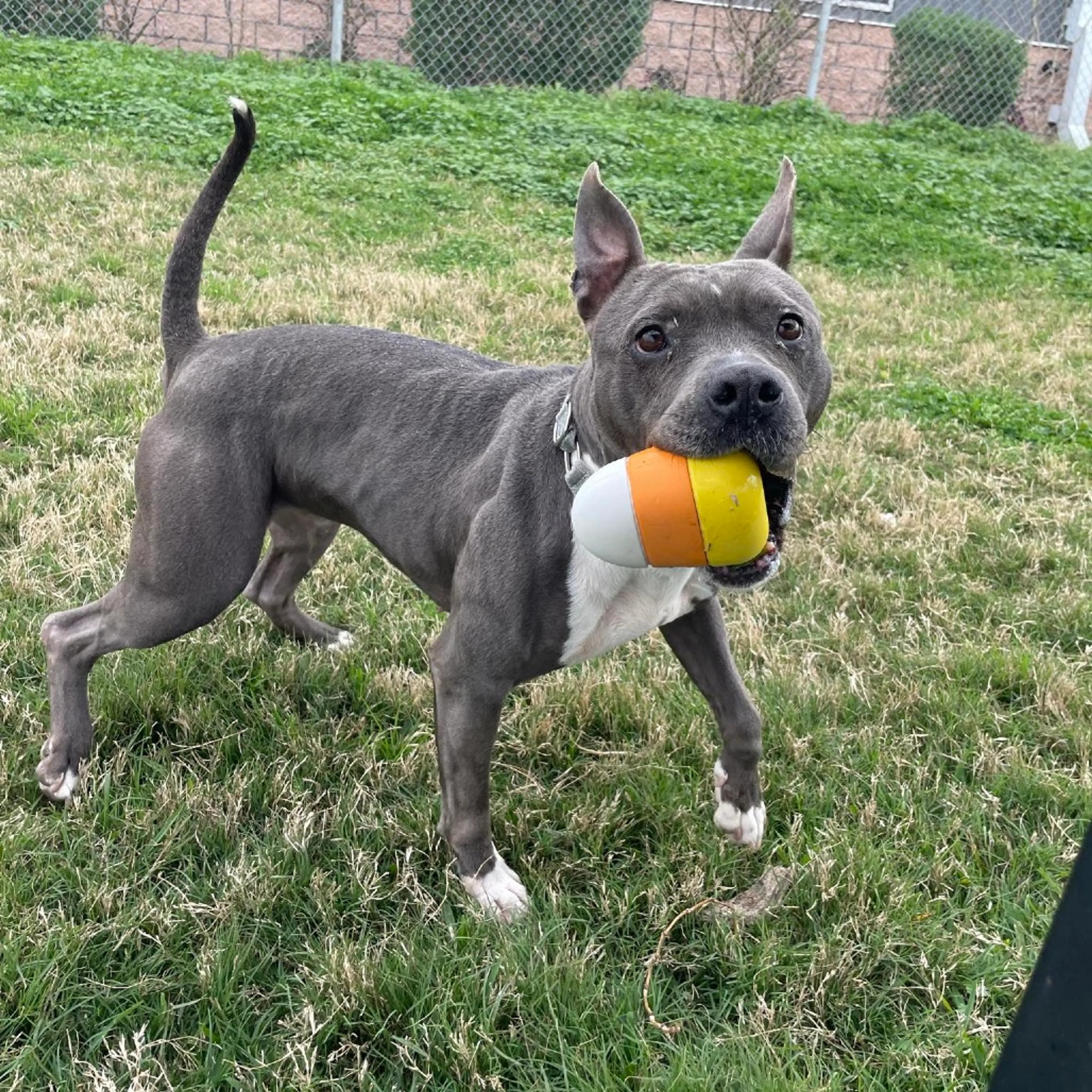Found pet-1