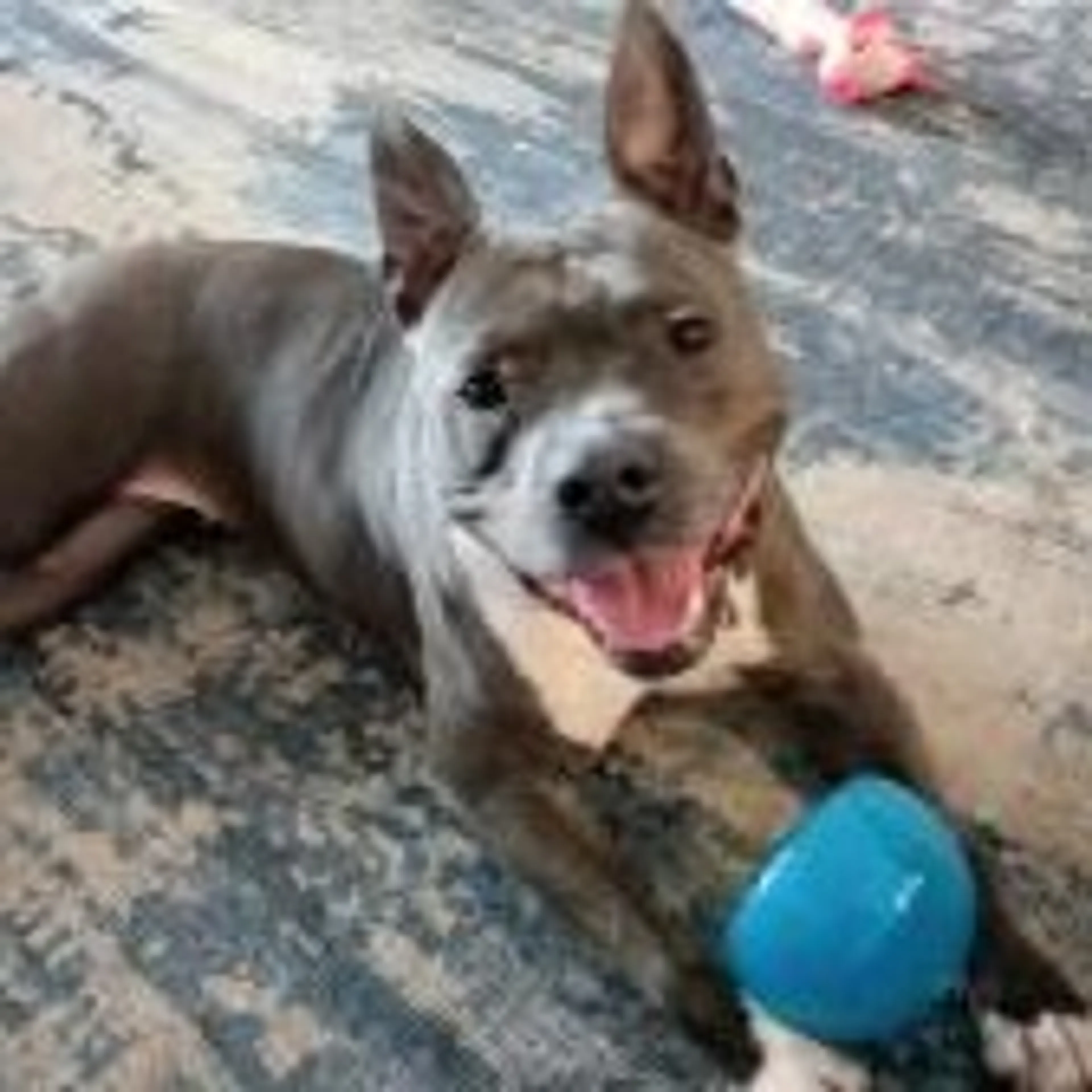 Found pet-22