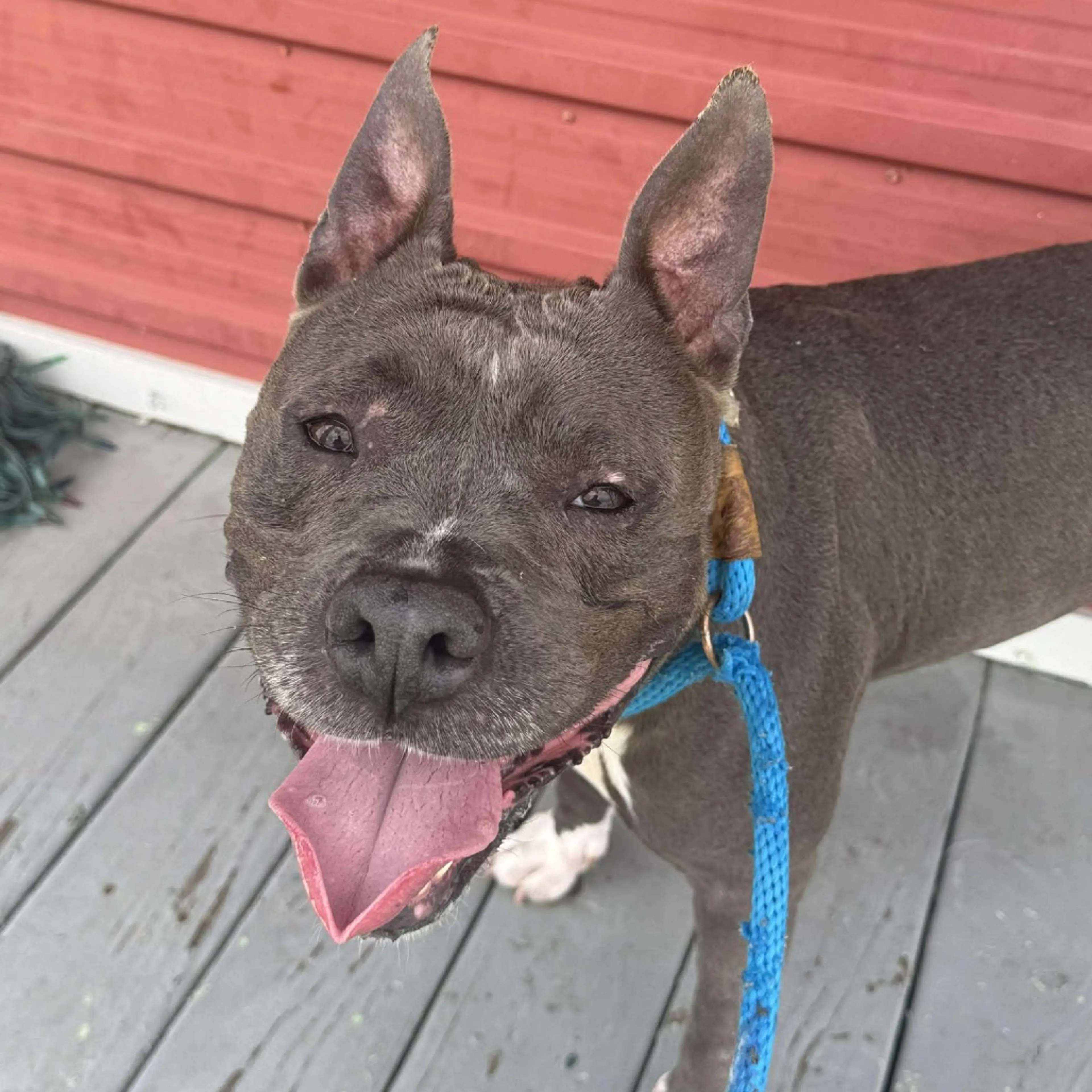 Found pet-5