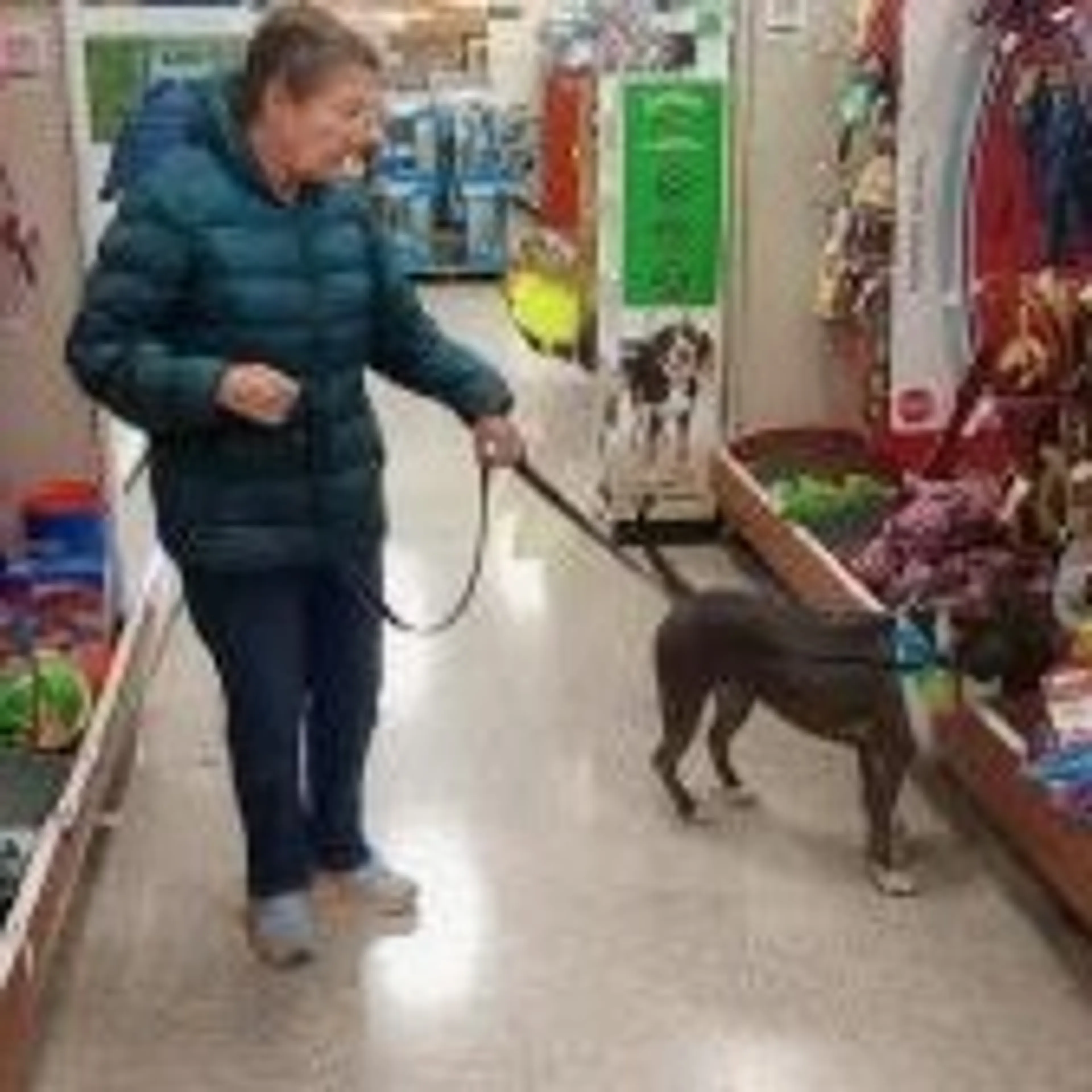 Found pet-23