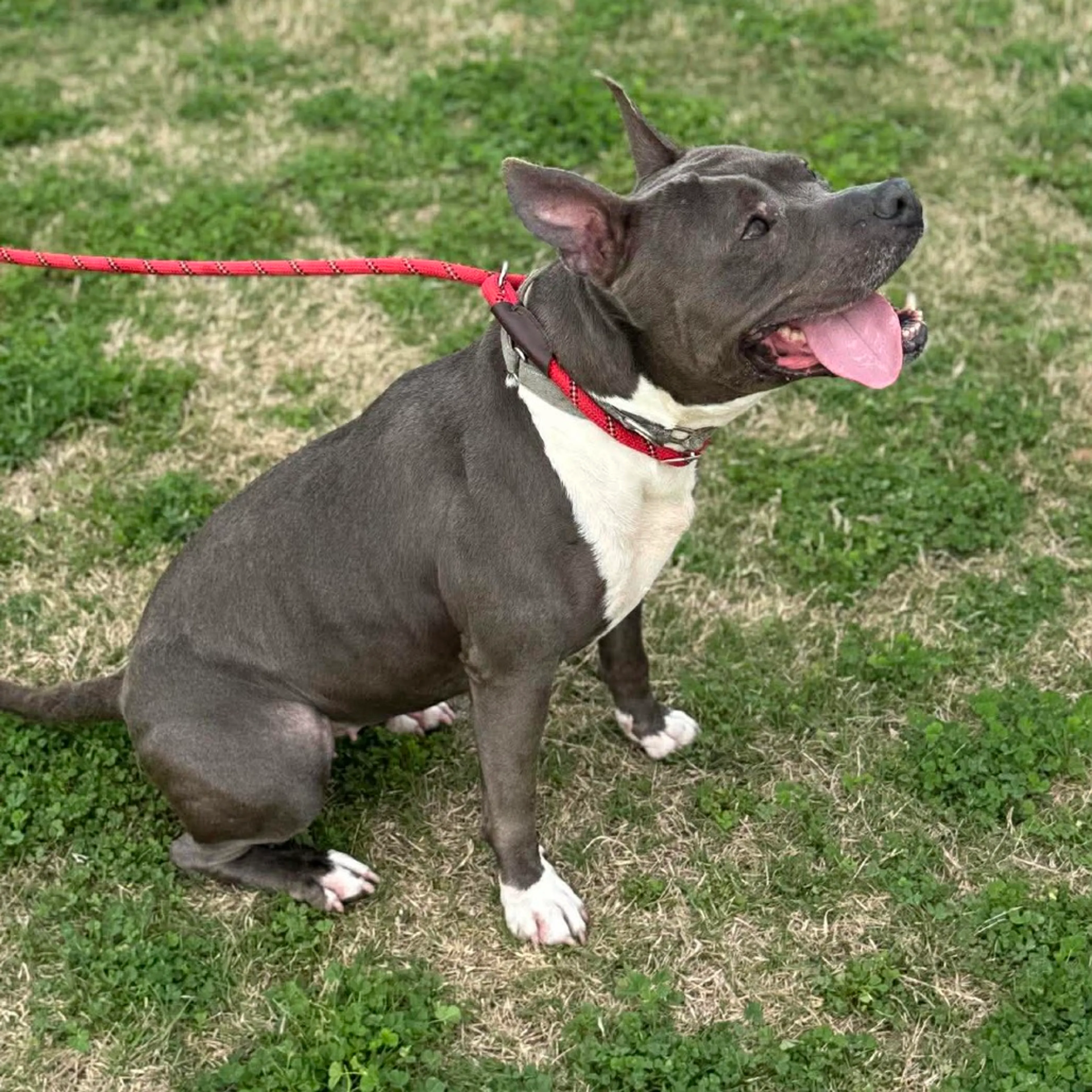 Found pet-11