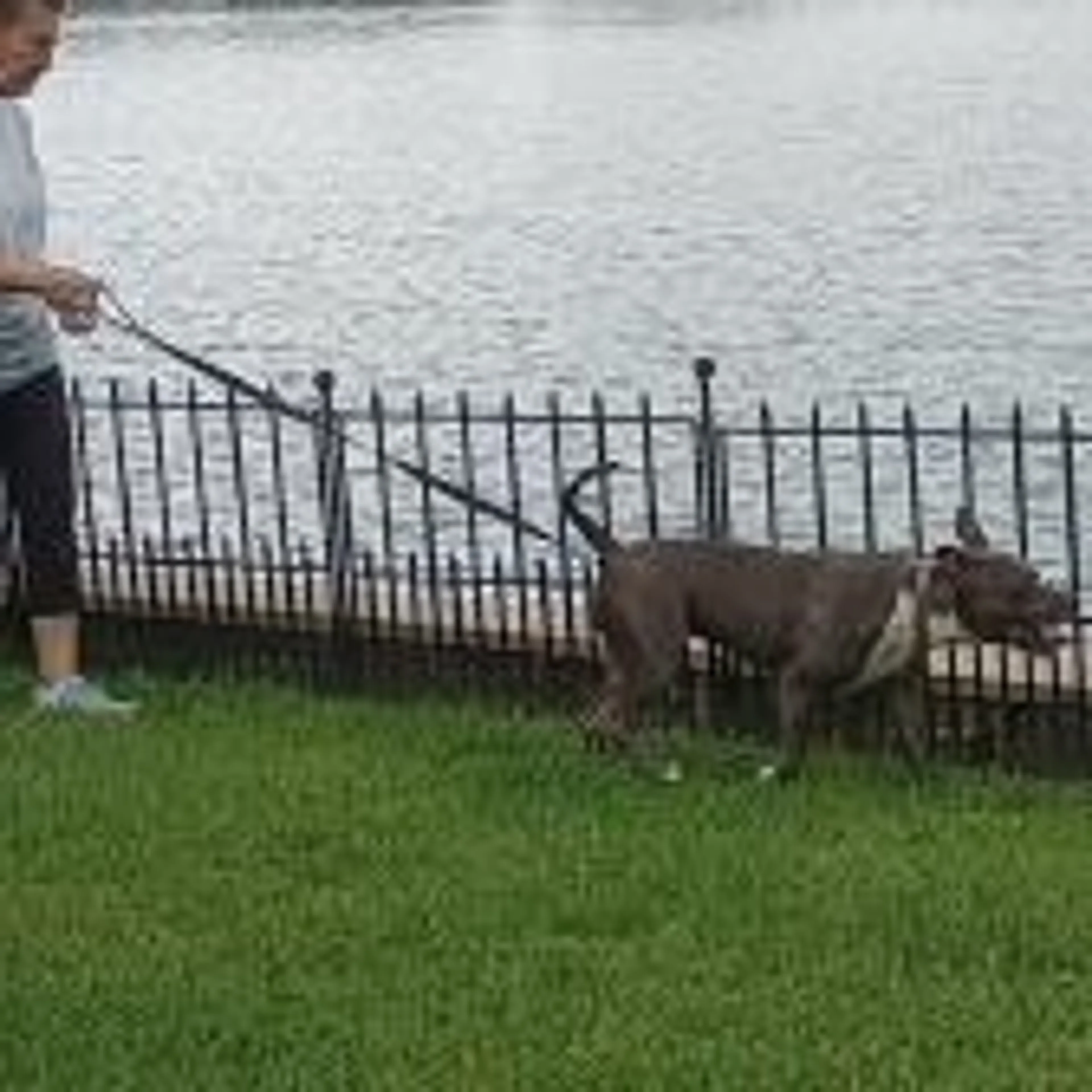 Found pet-18