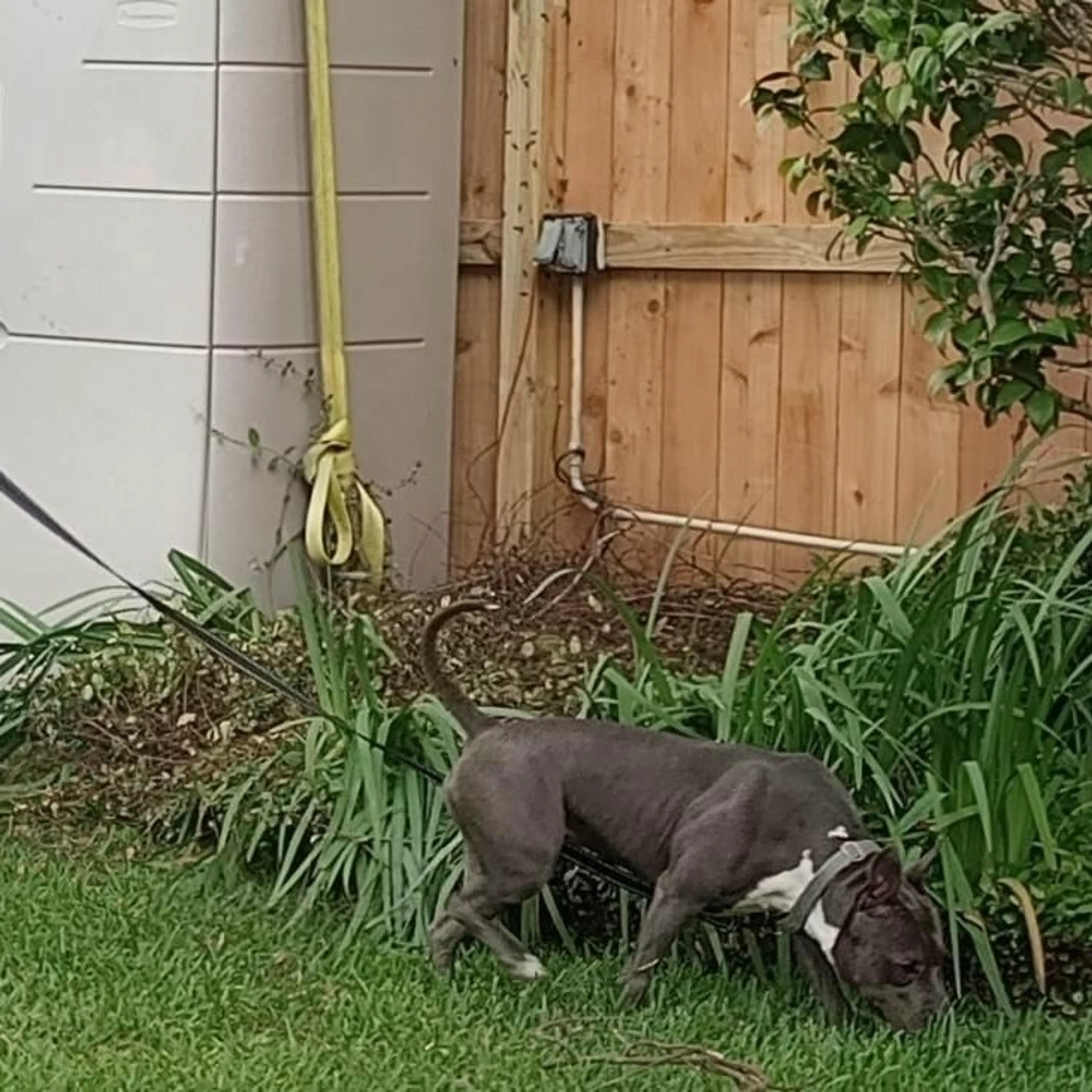 Found pet-17