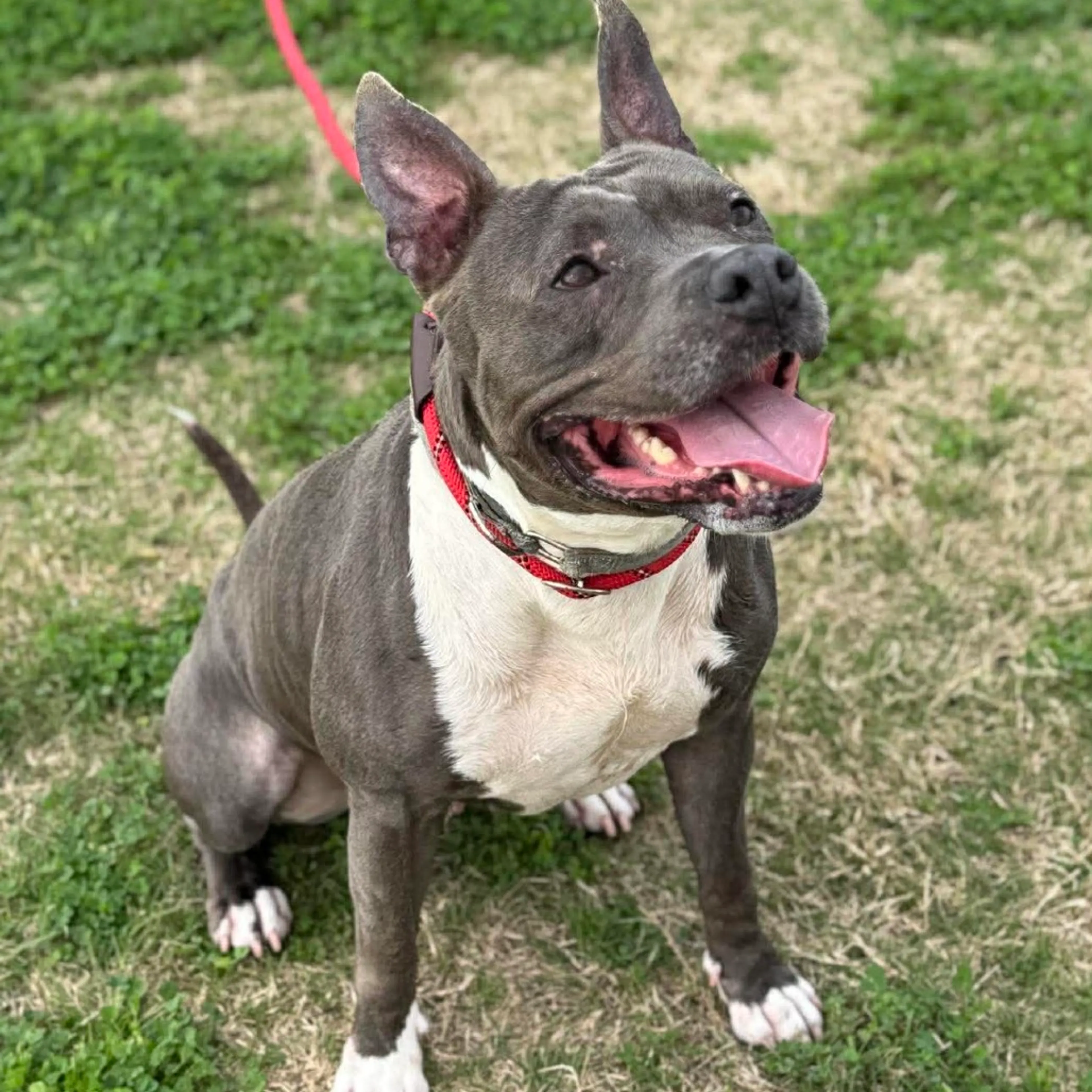 Found pet-13