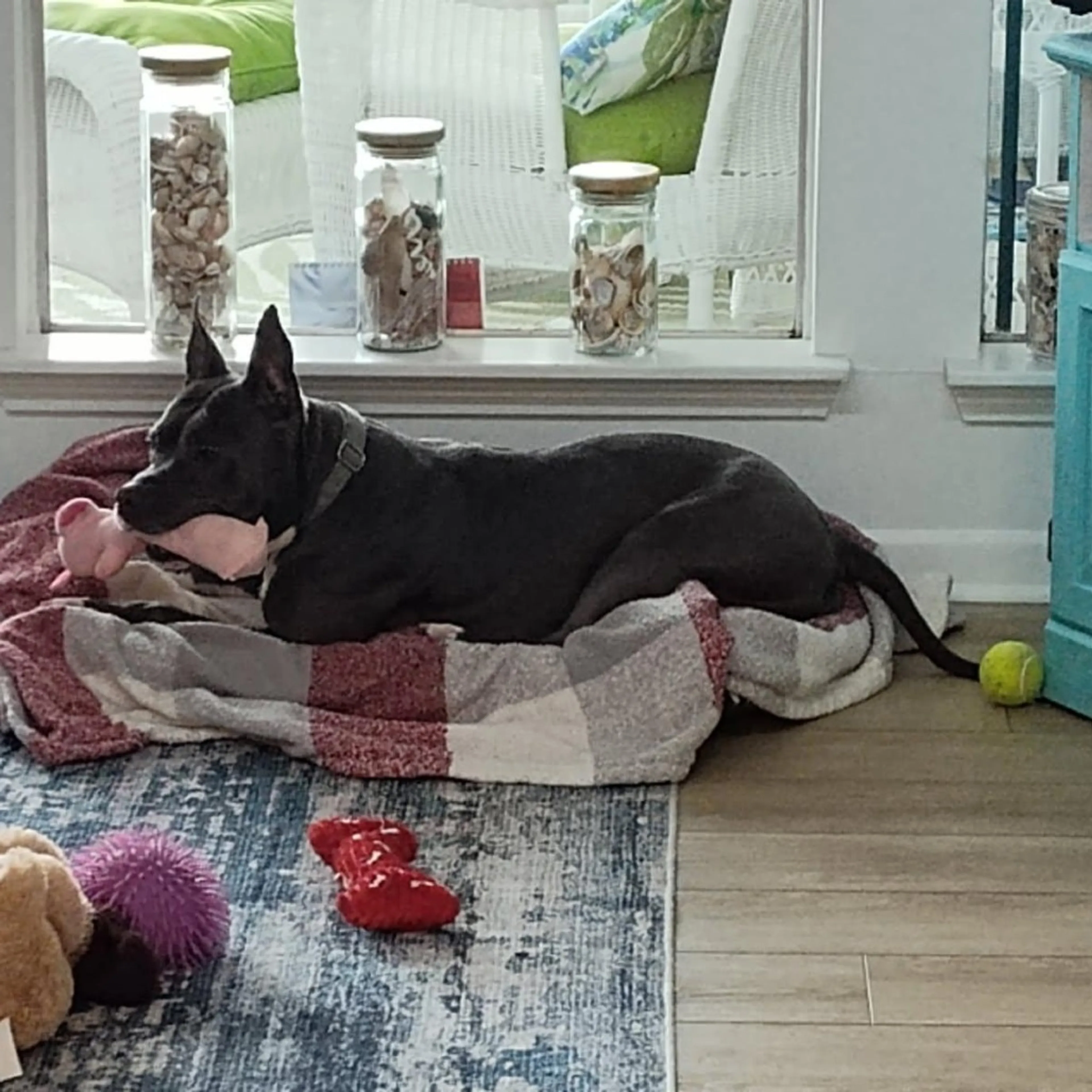 Found pet-19