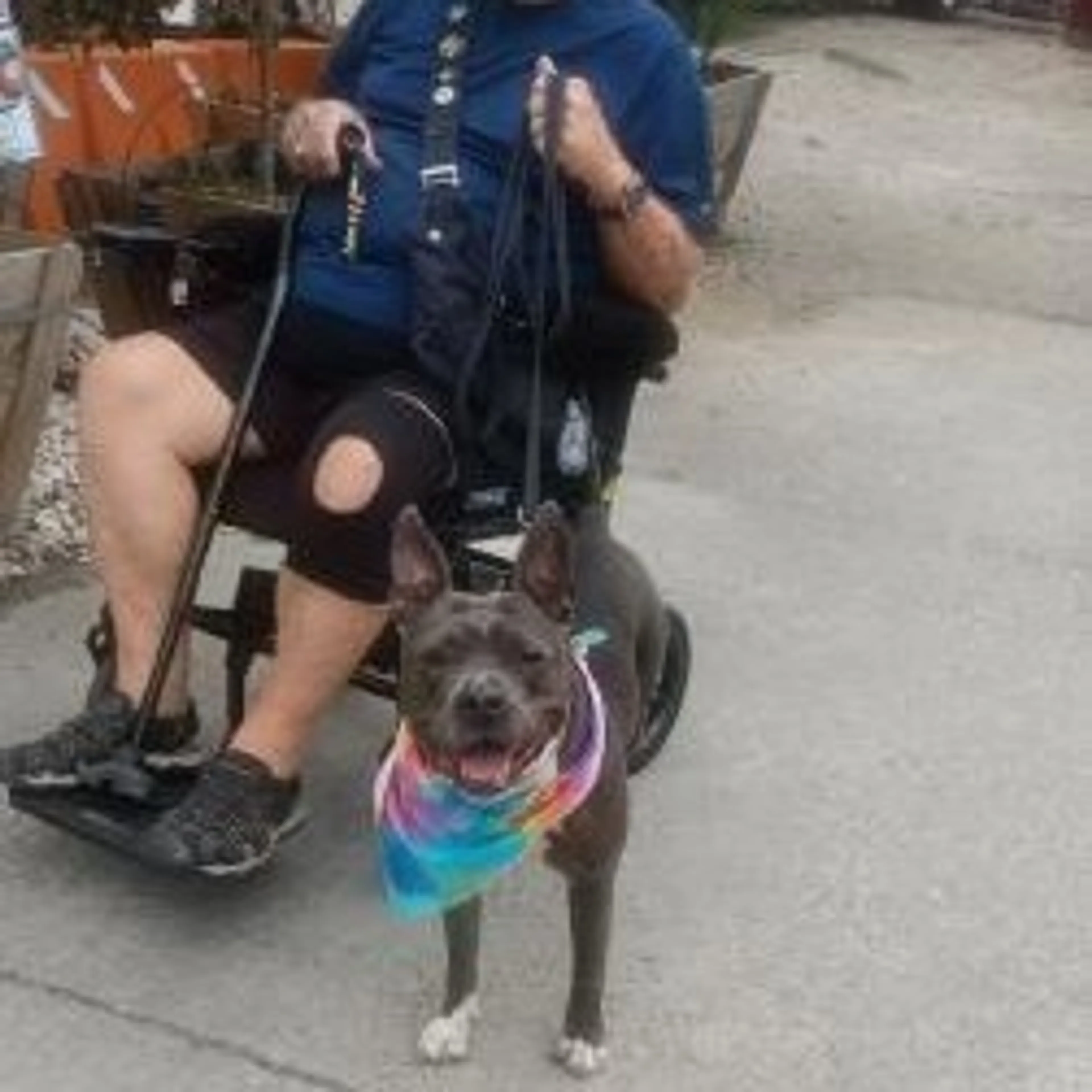 Found pet-28