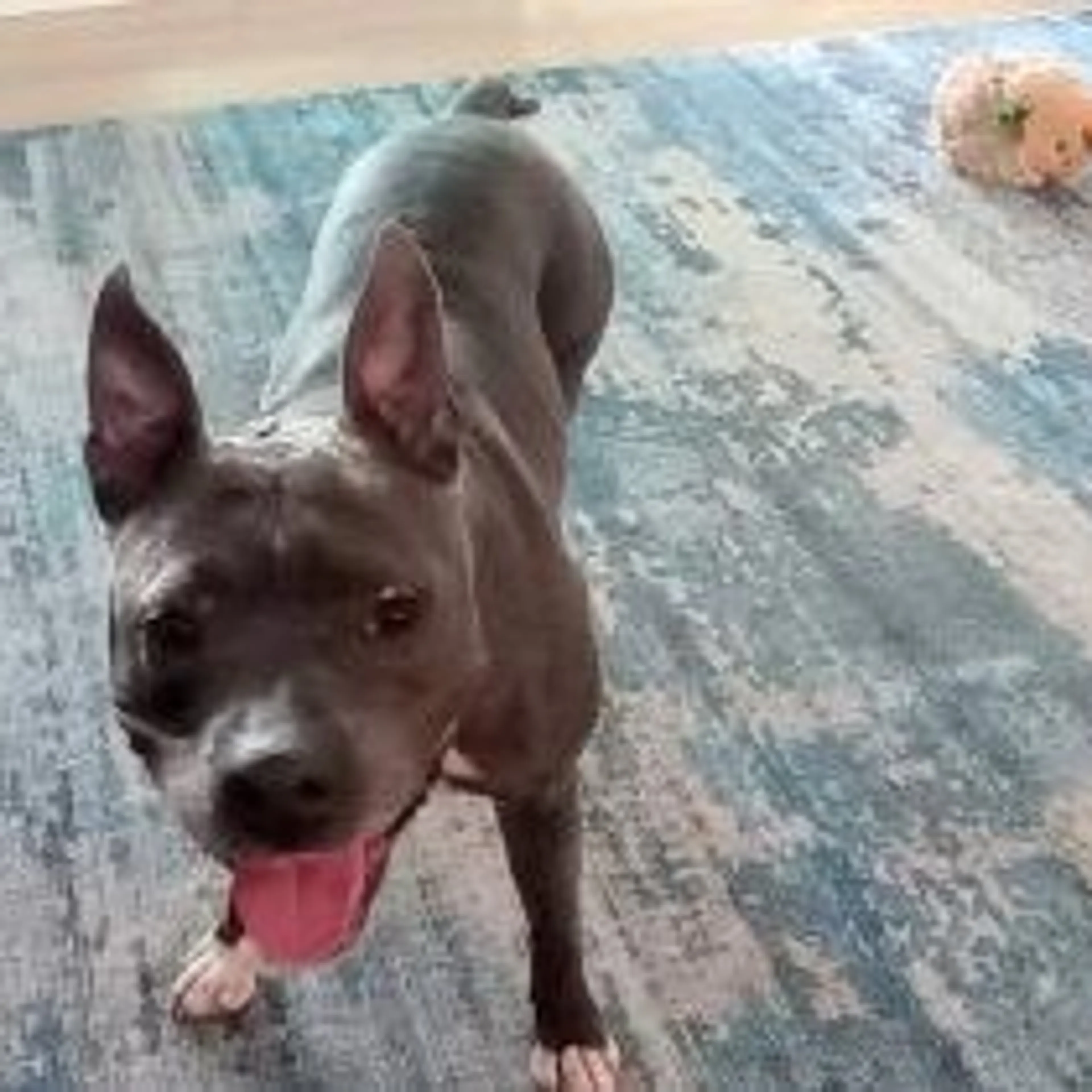 Found pet-21