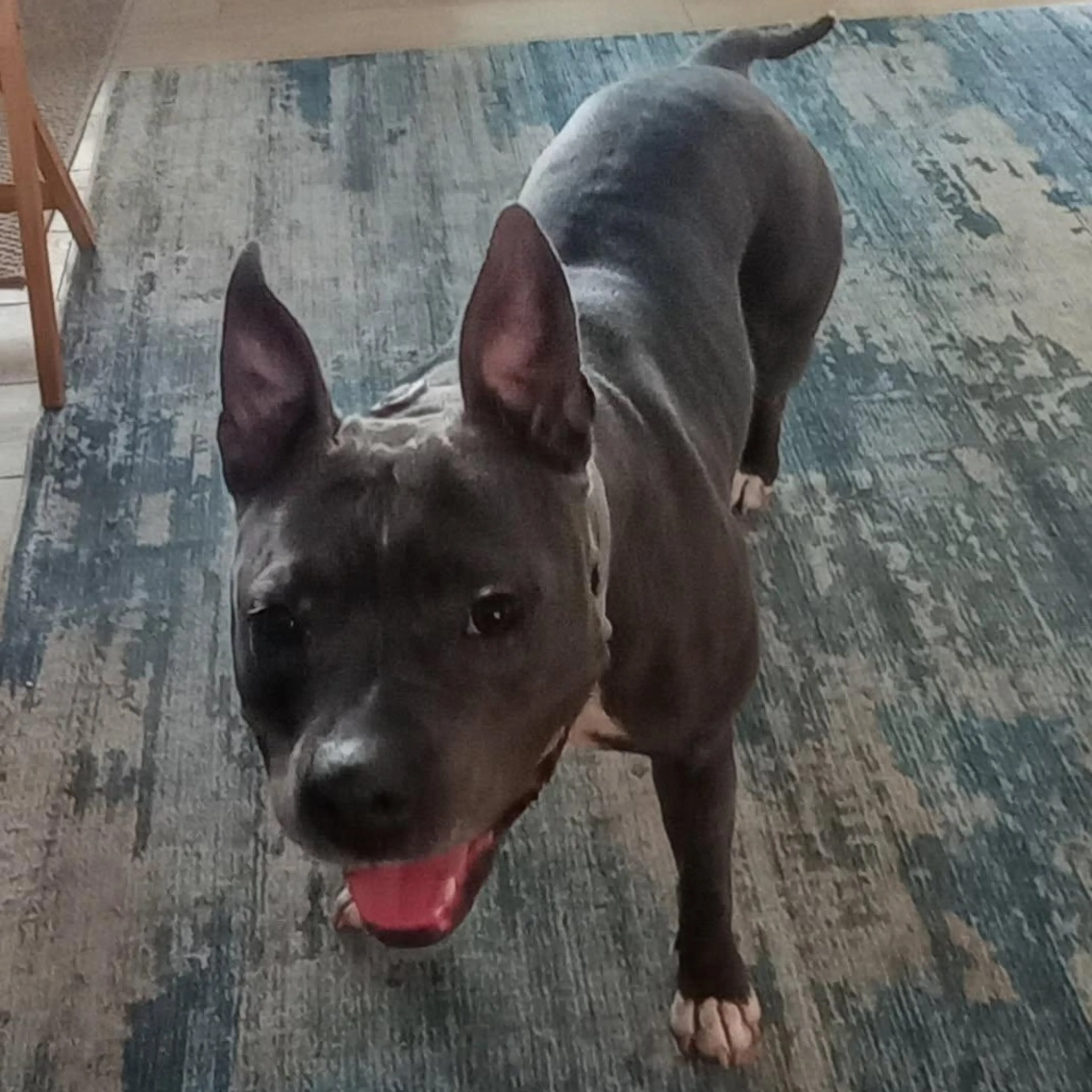 Found pet-20