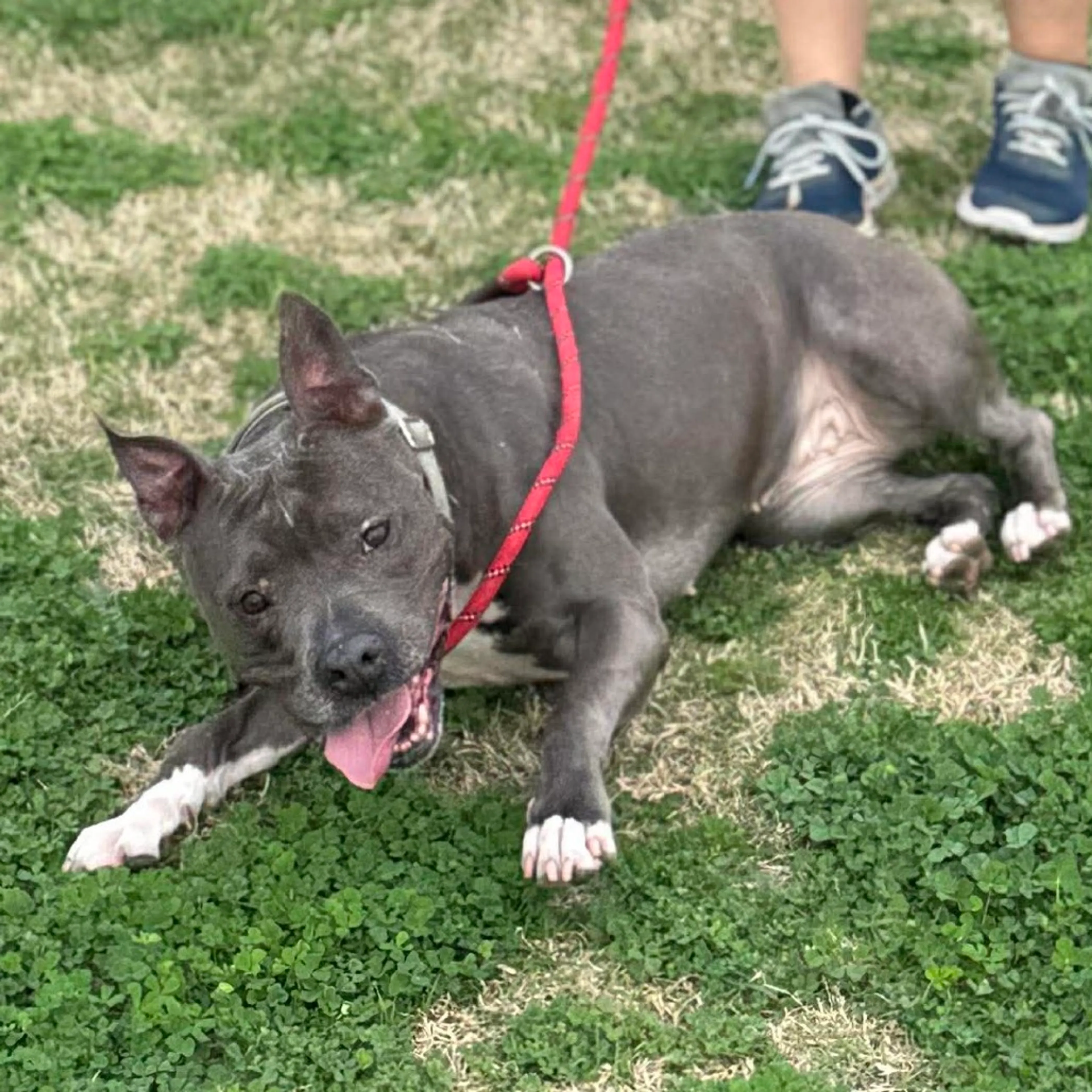 Found pet-12