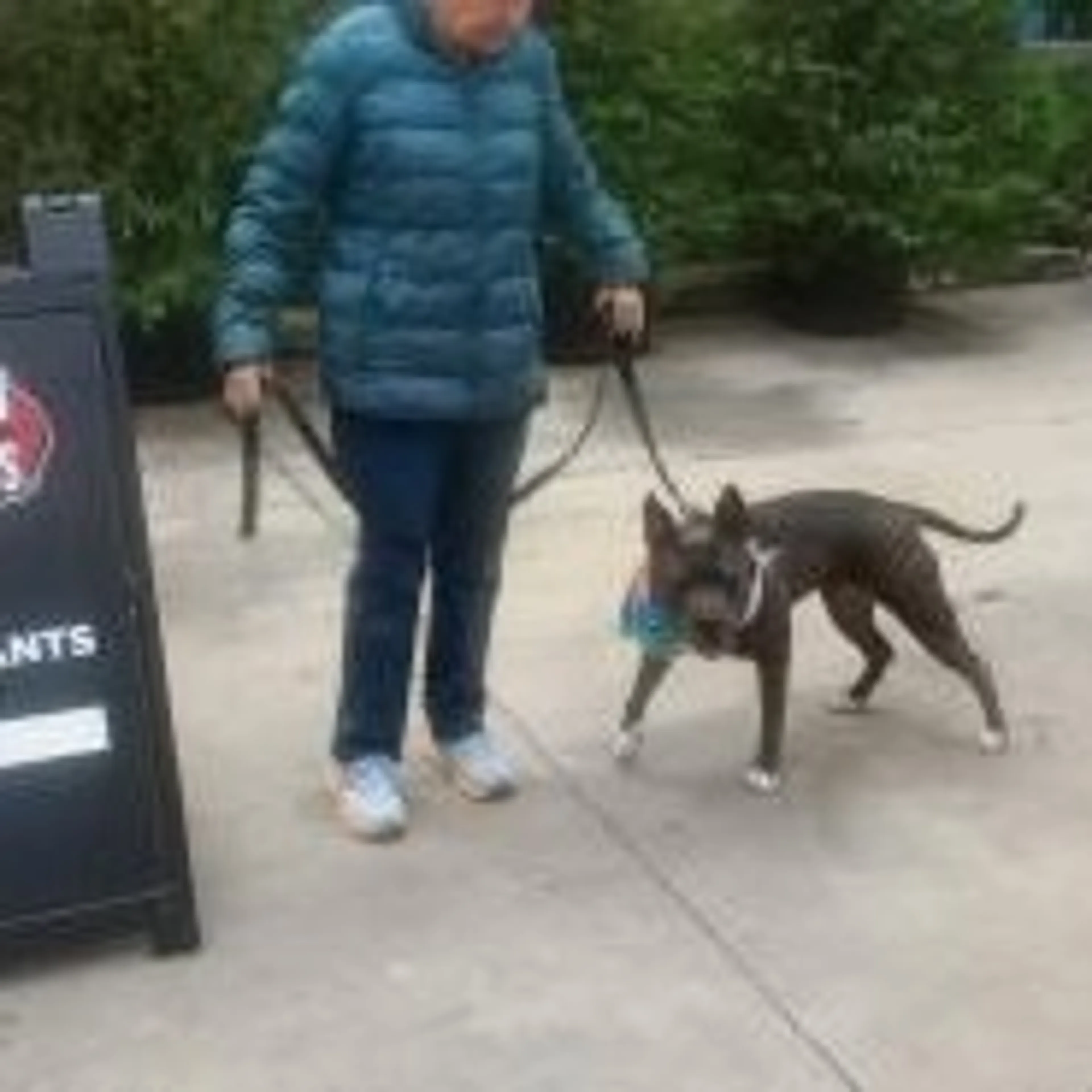 Found pet-27