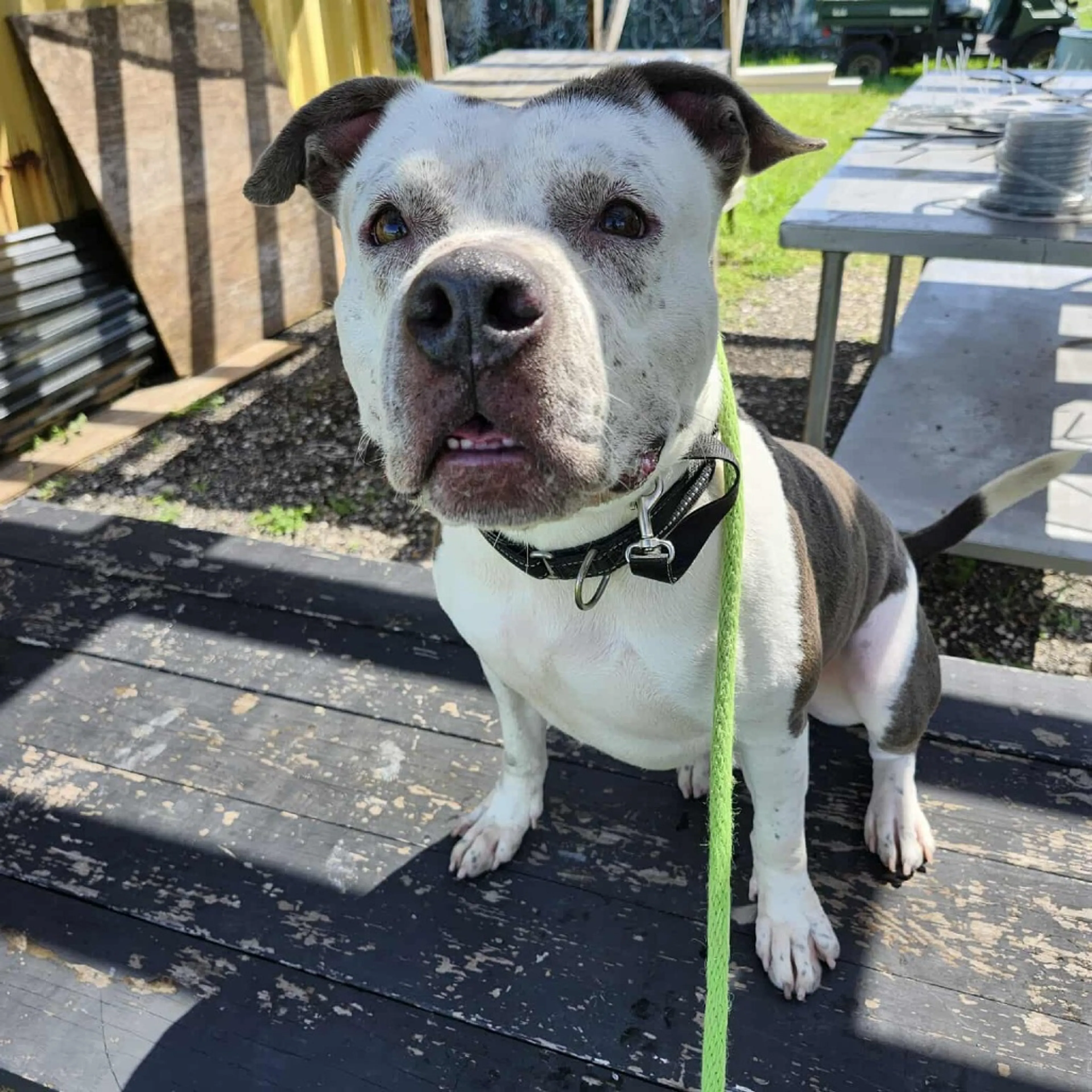 Found pet-3