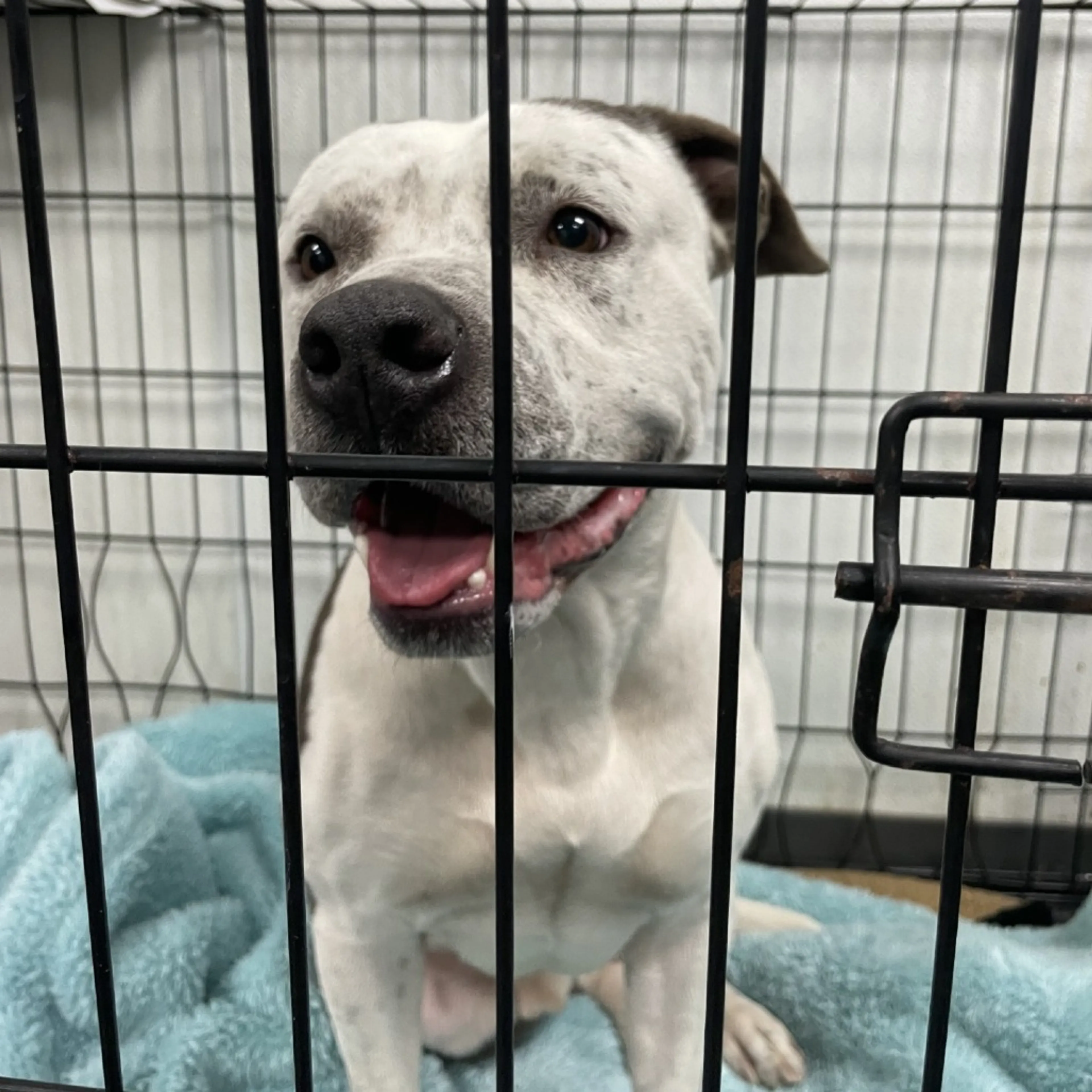 Found pet-2