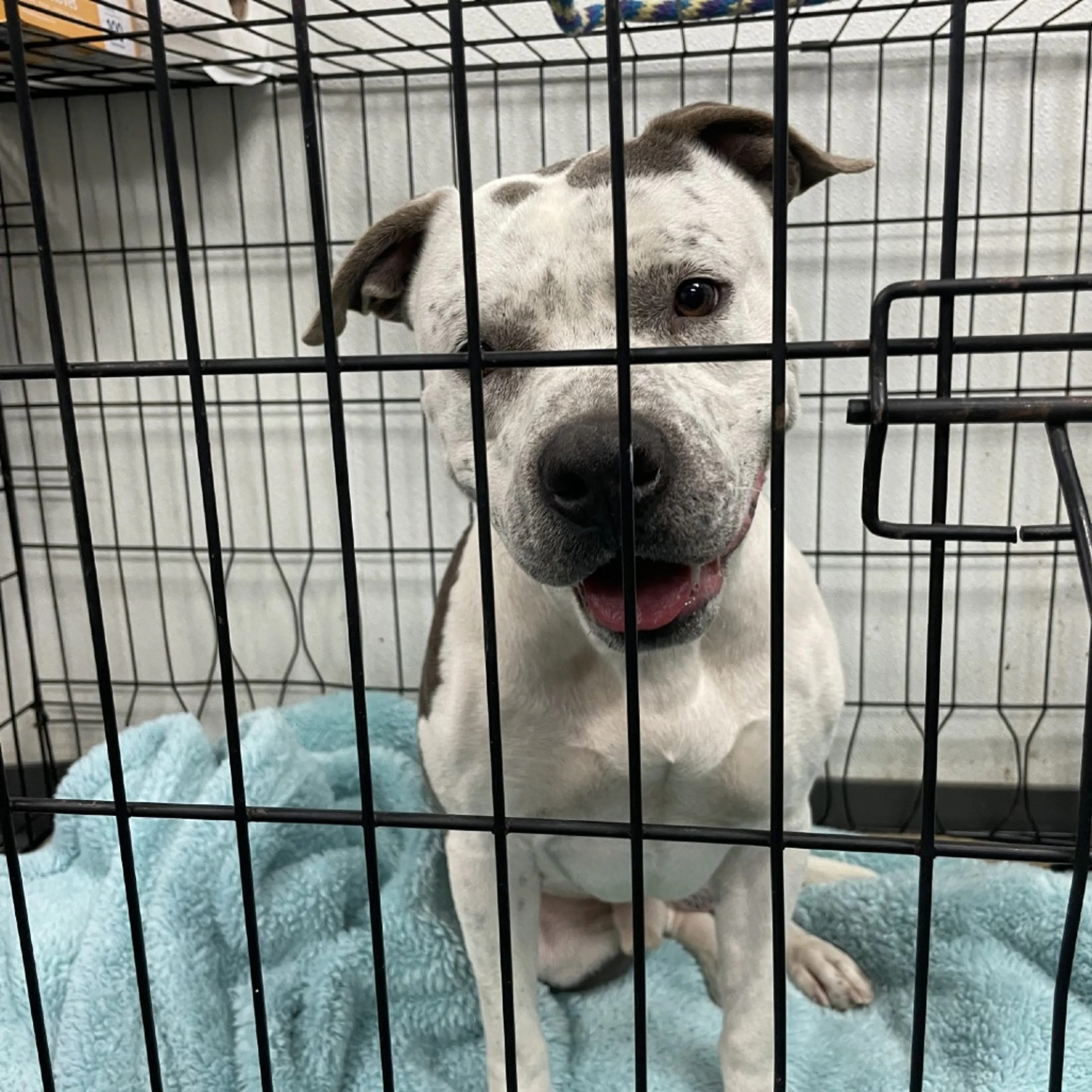 Found pet-1