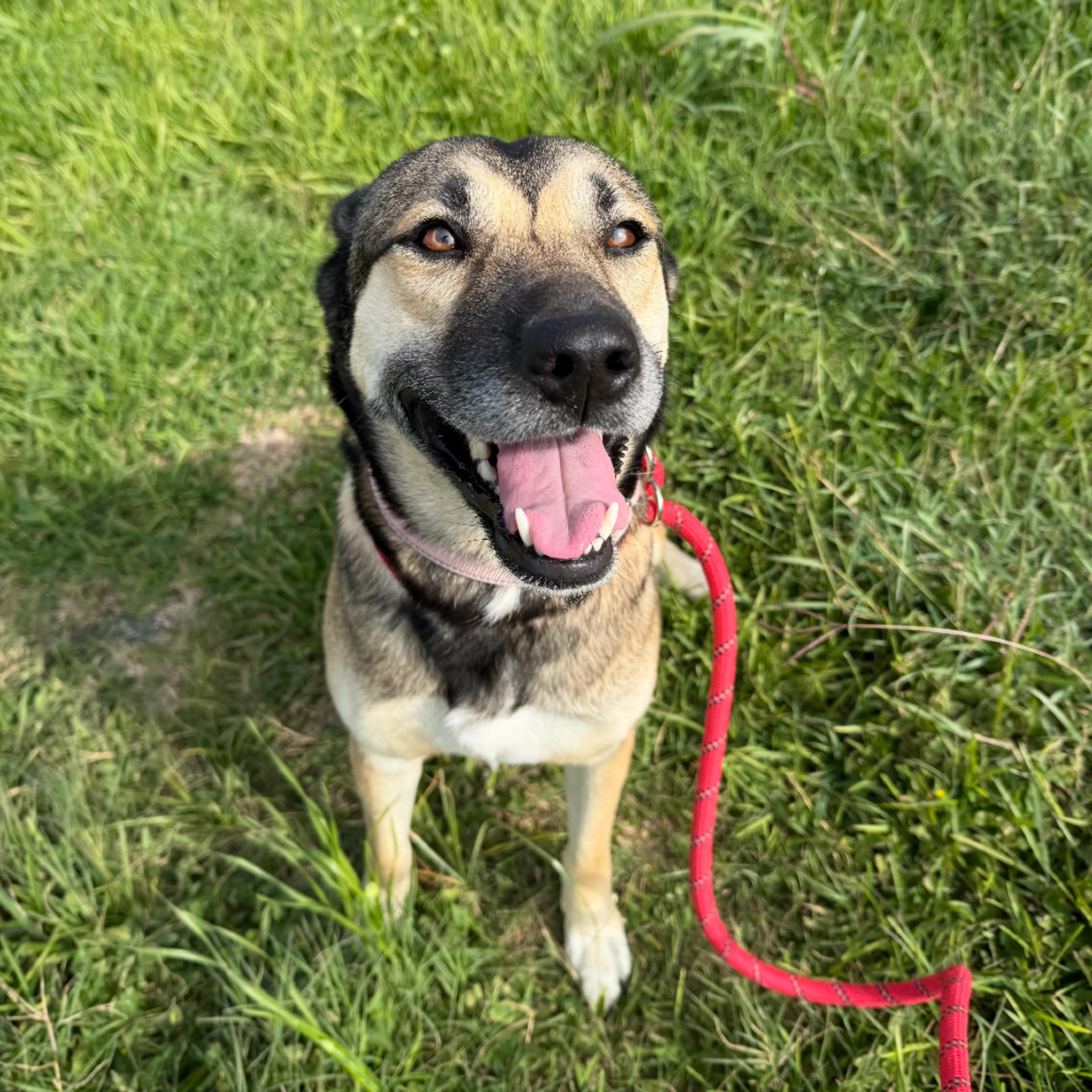 Found pet-11