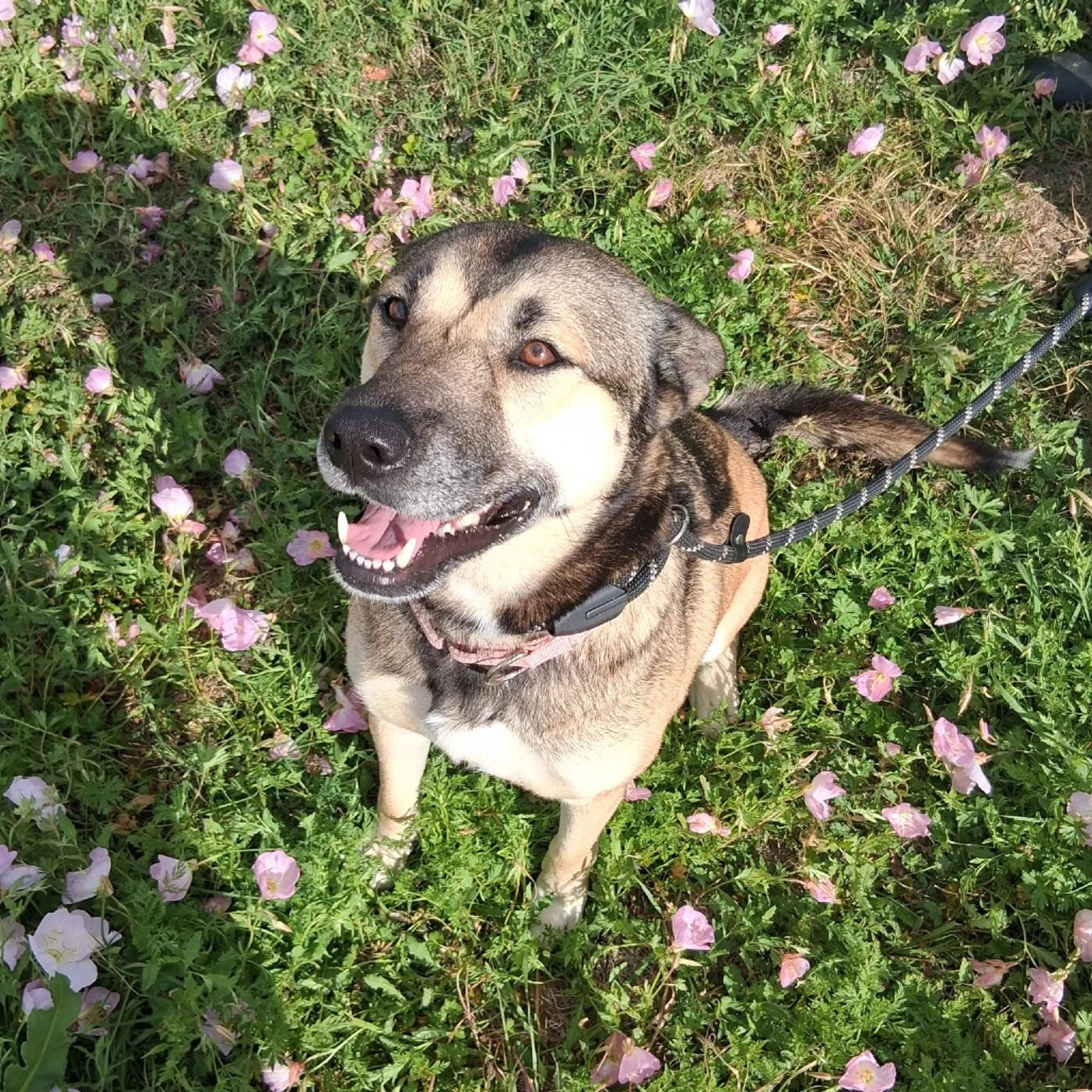 Found pet-9
