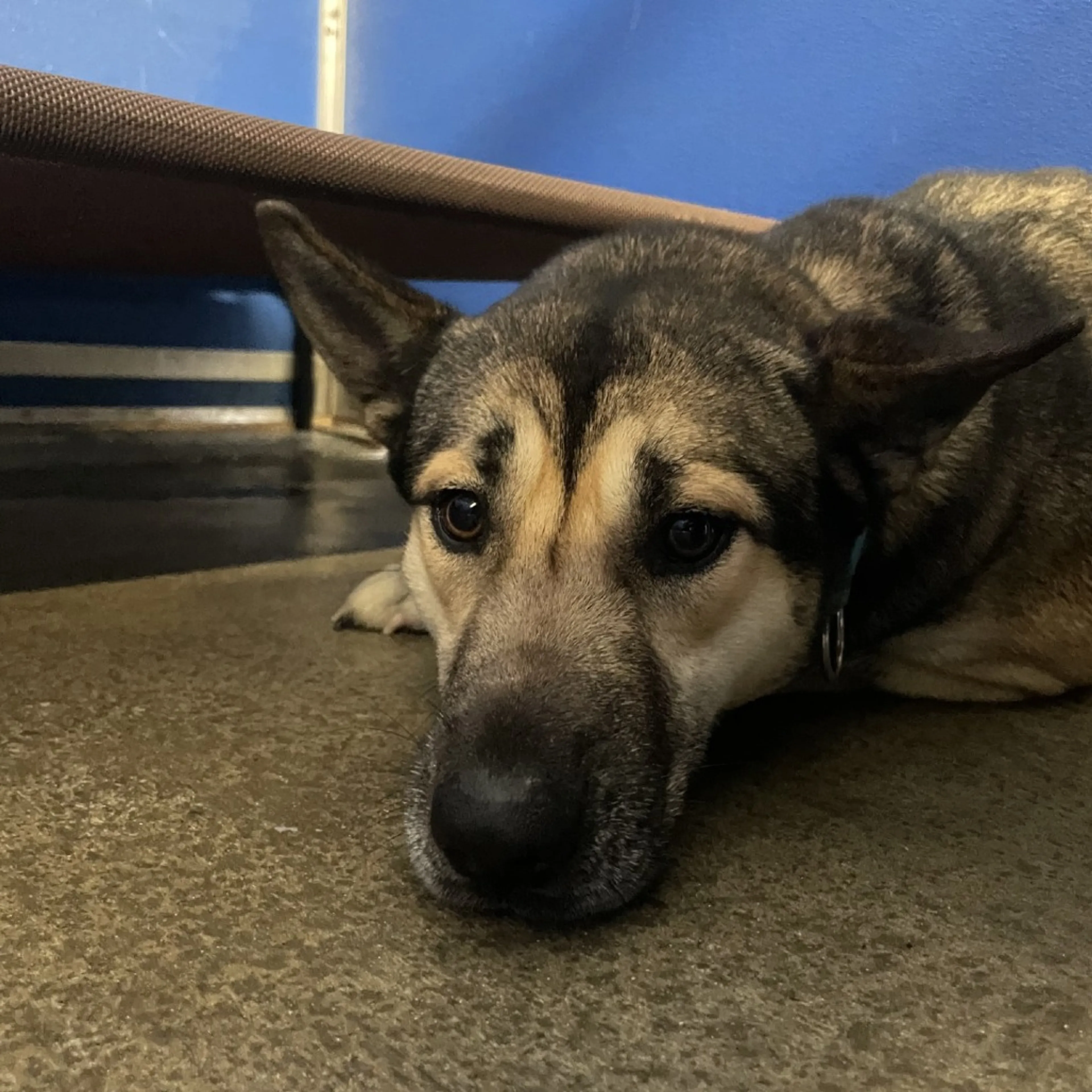 Found pet-1