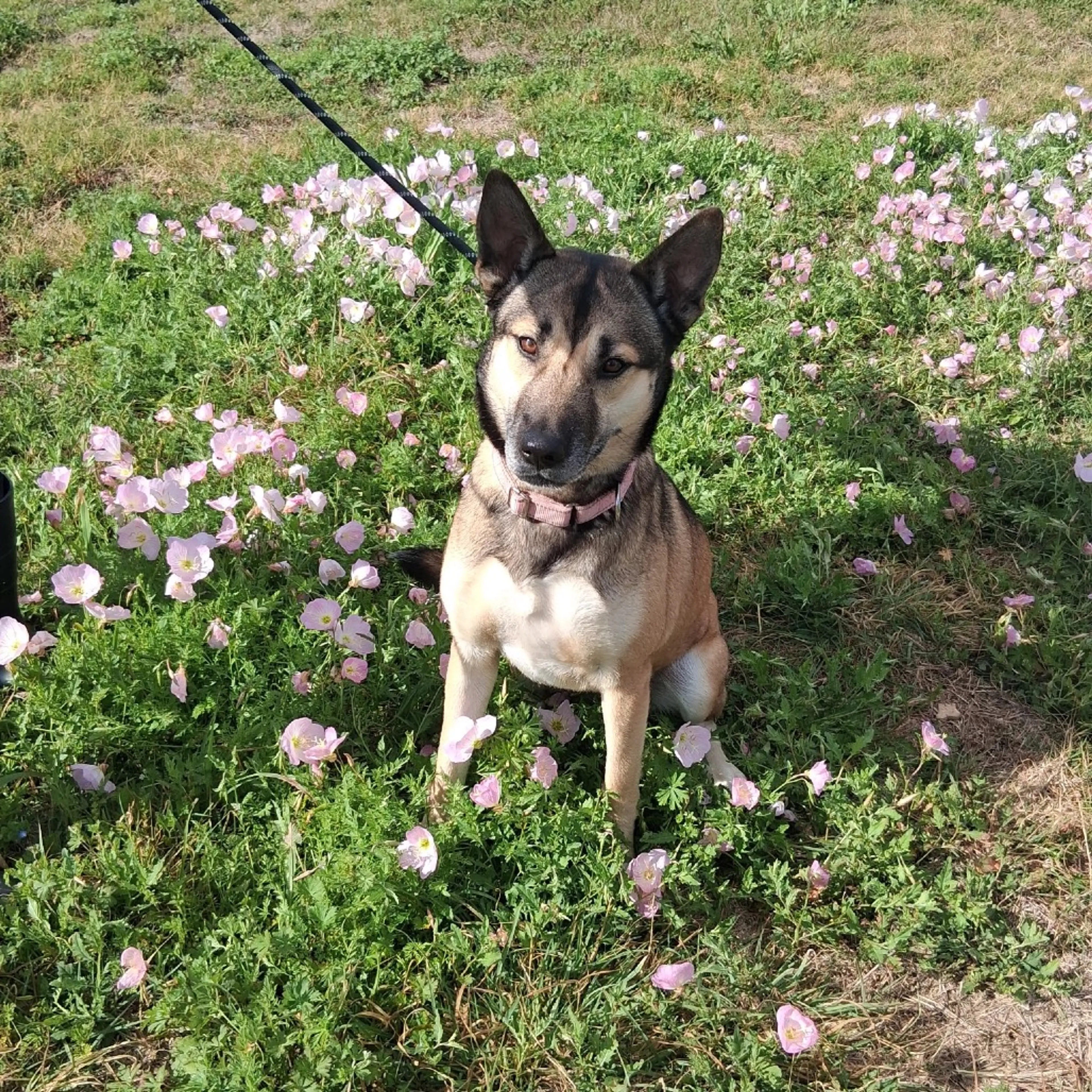 Found pet-7