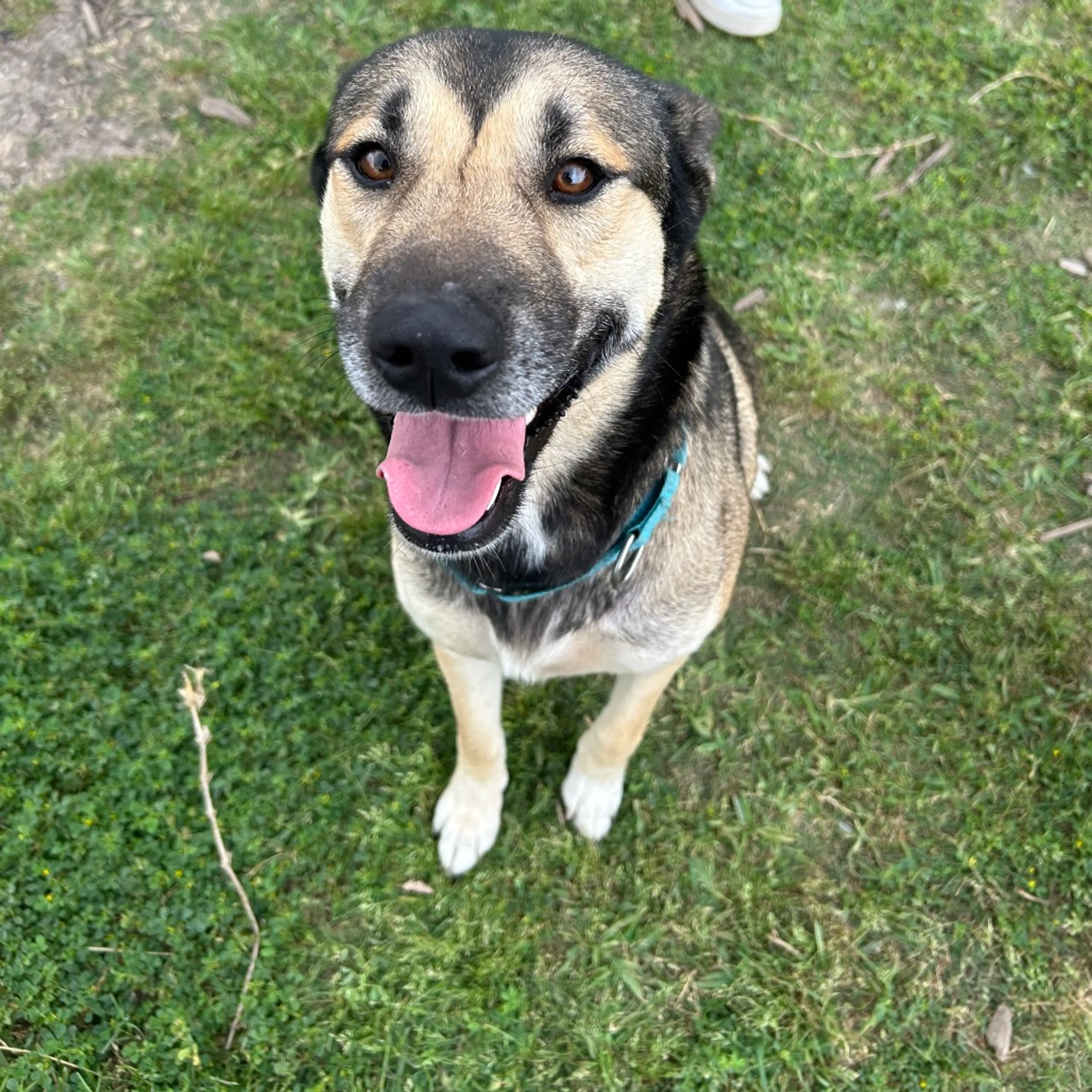 Found pet-2