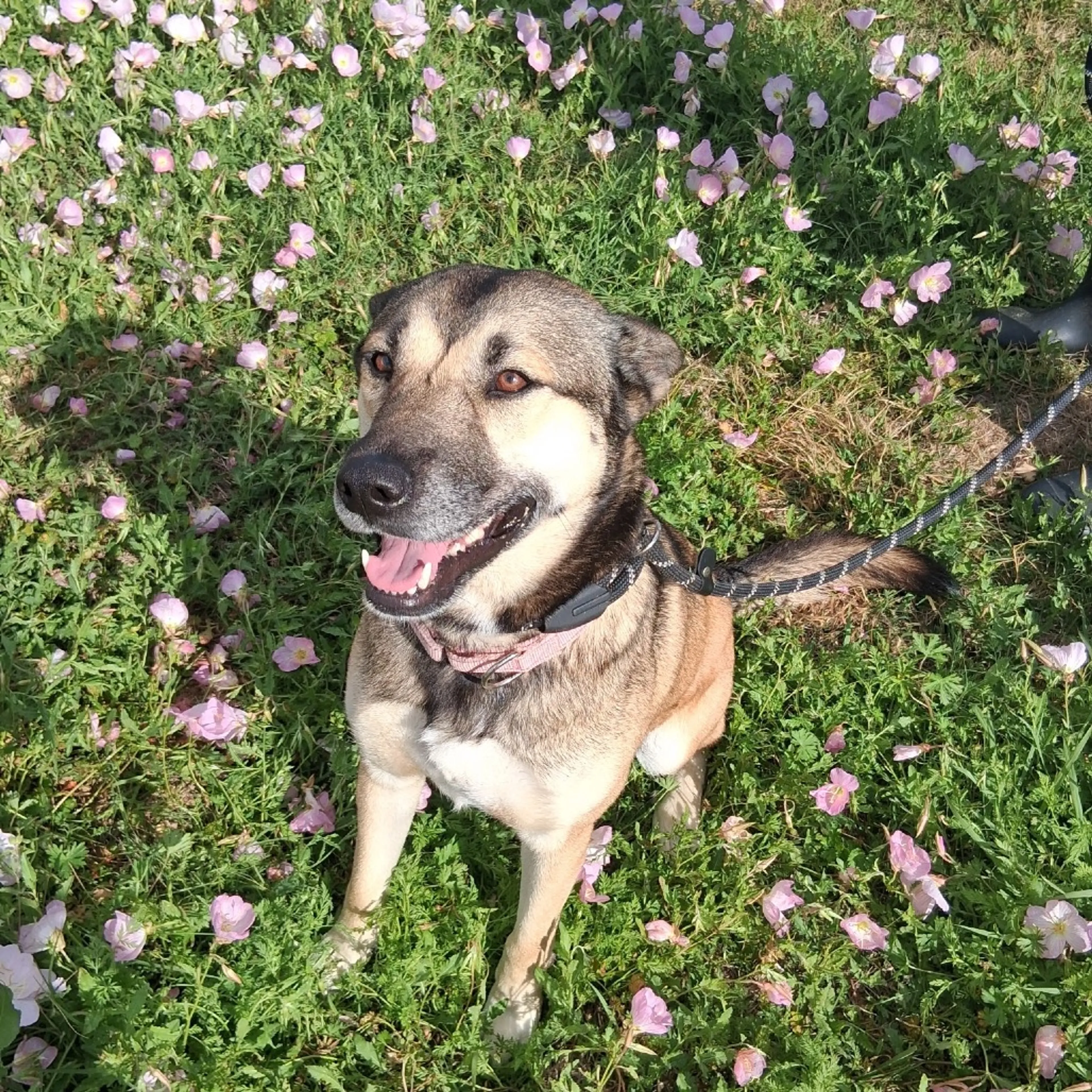 Found pet-10