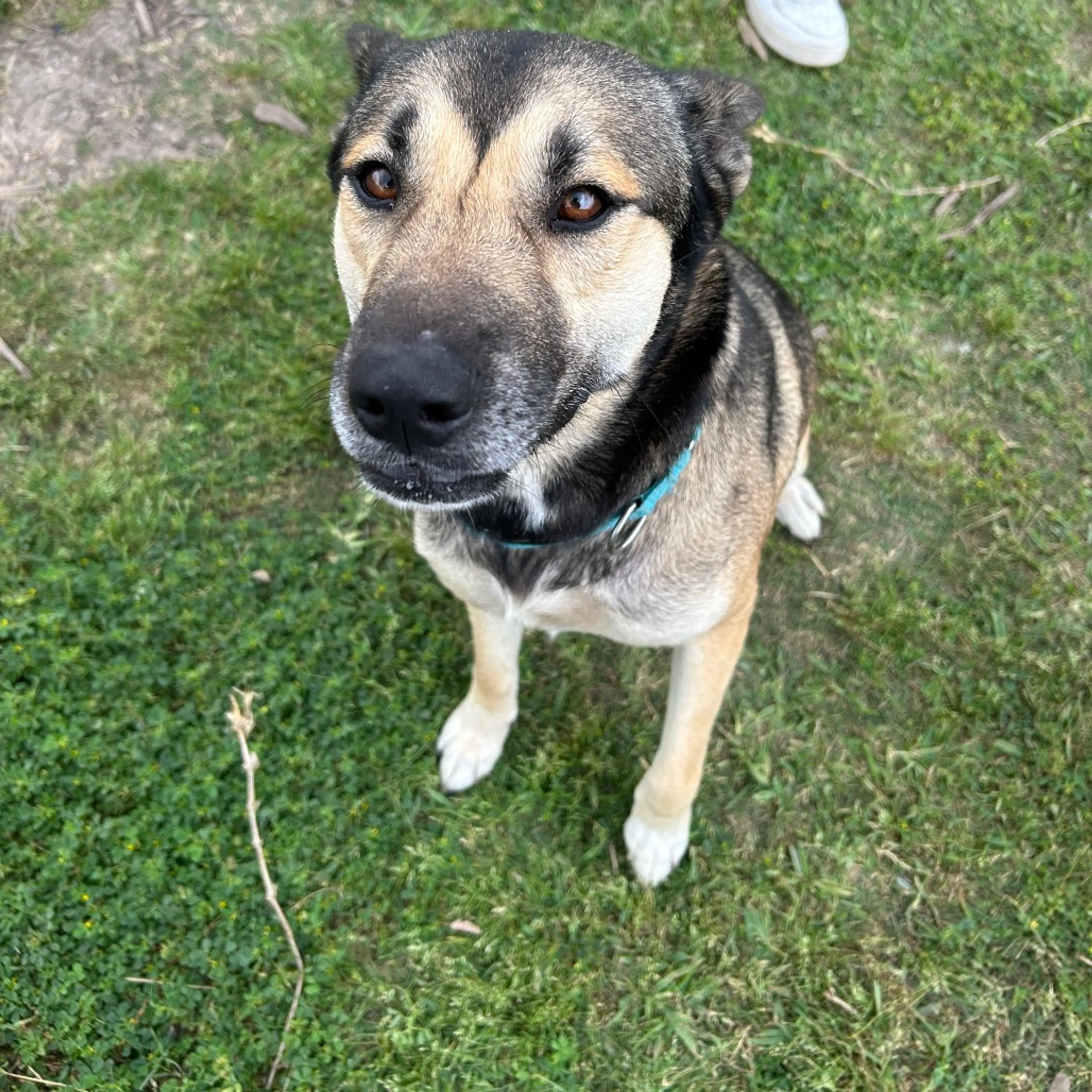 Found pet-3