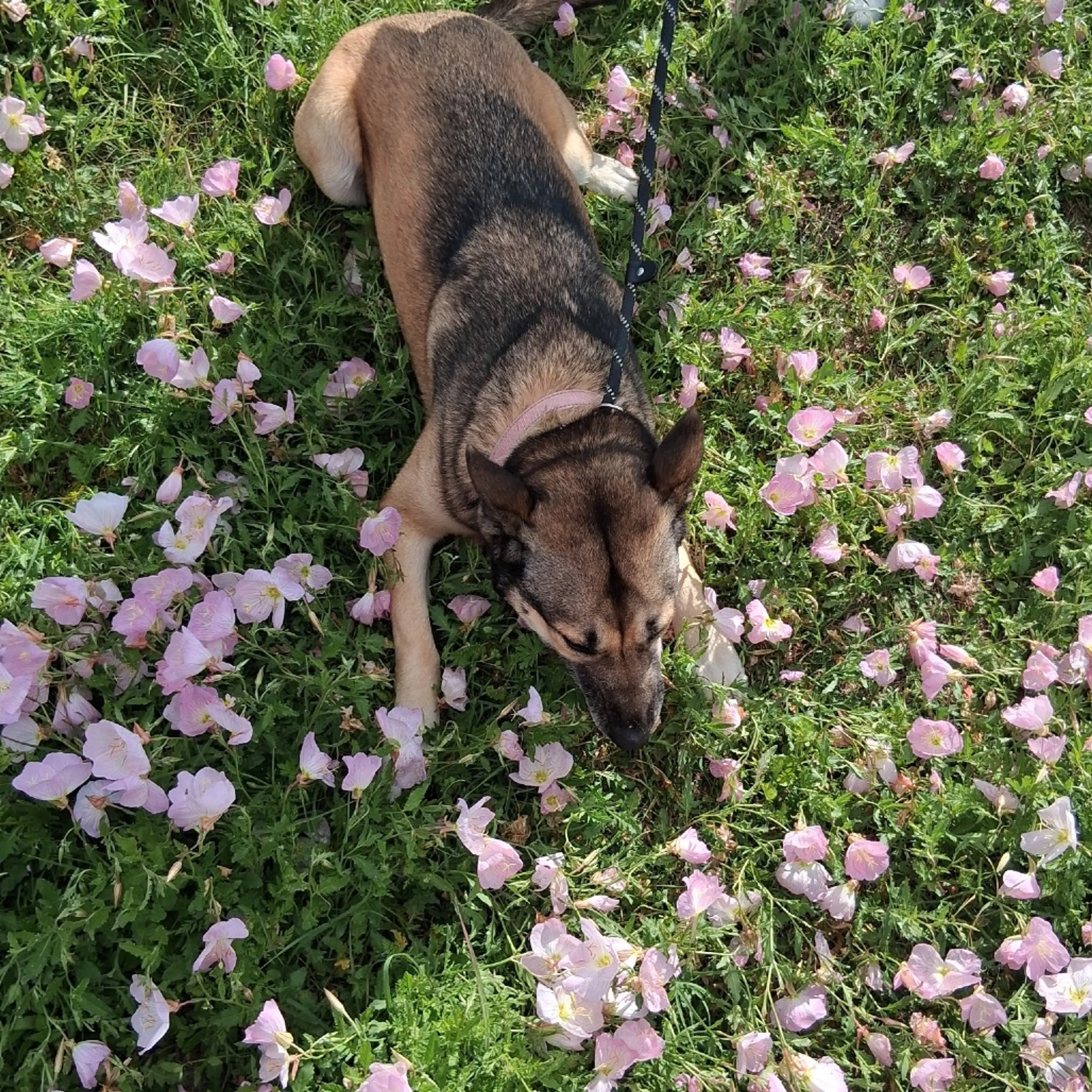 Found pet-8