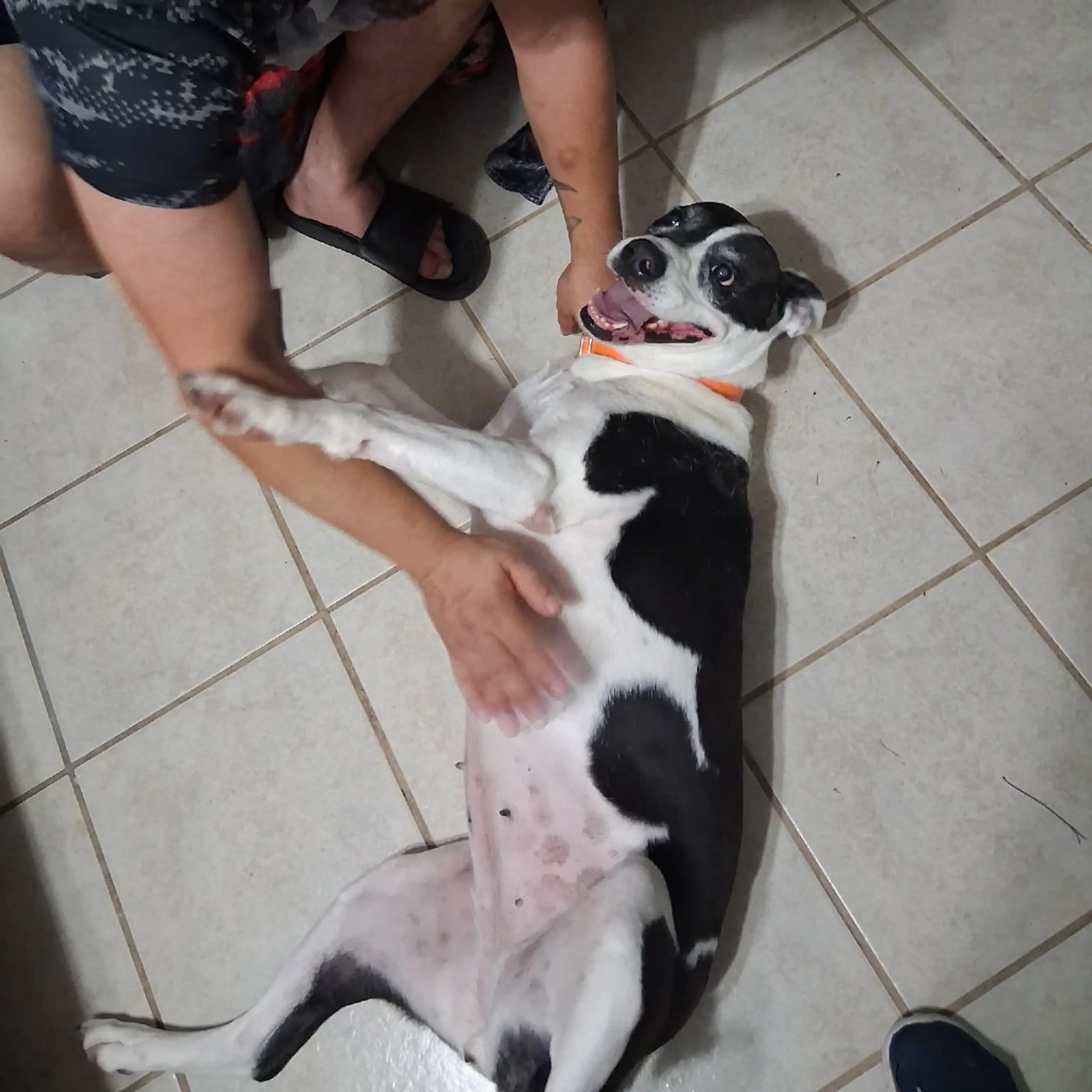 Found pet-16