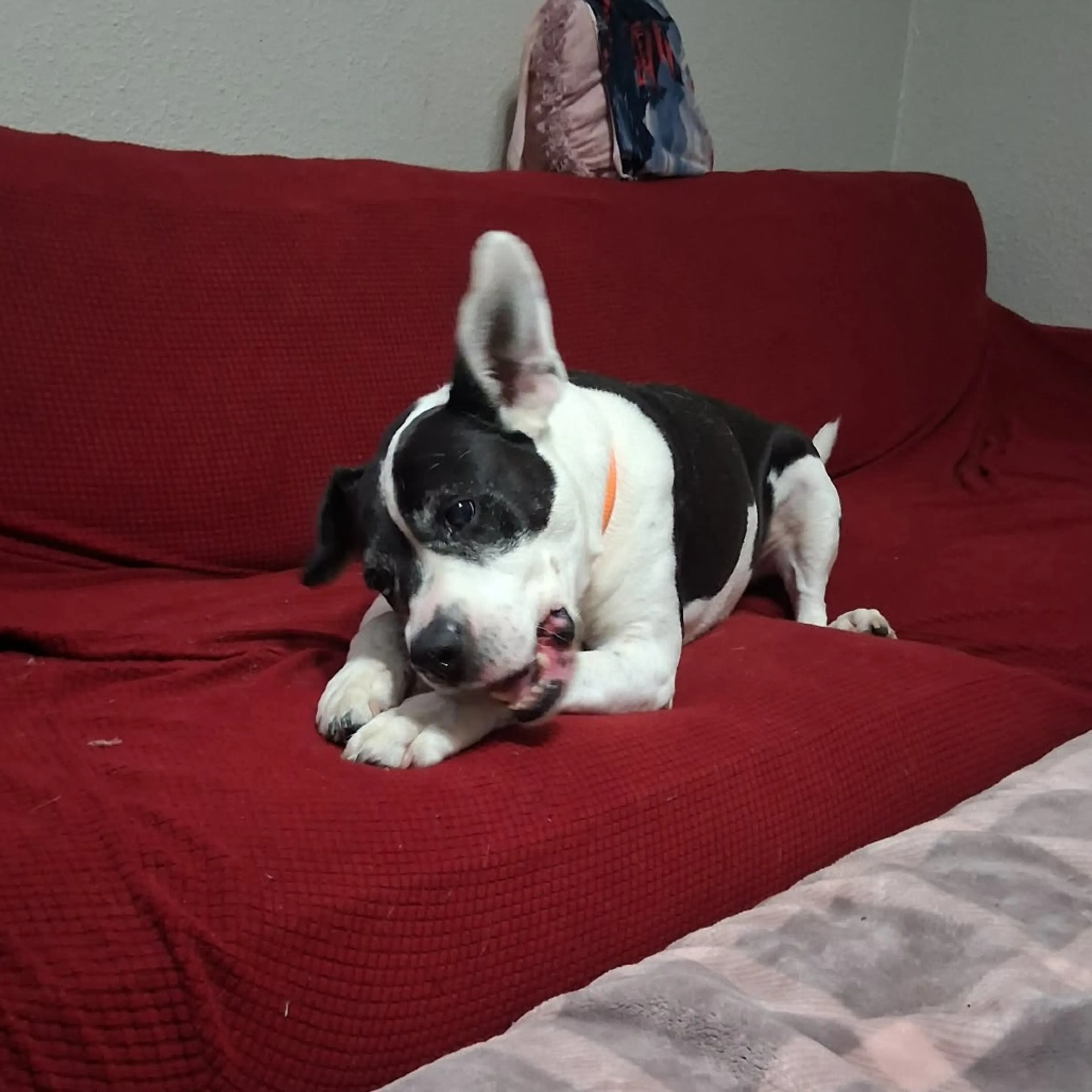 Found pet-17