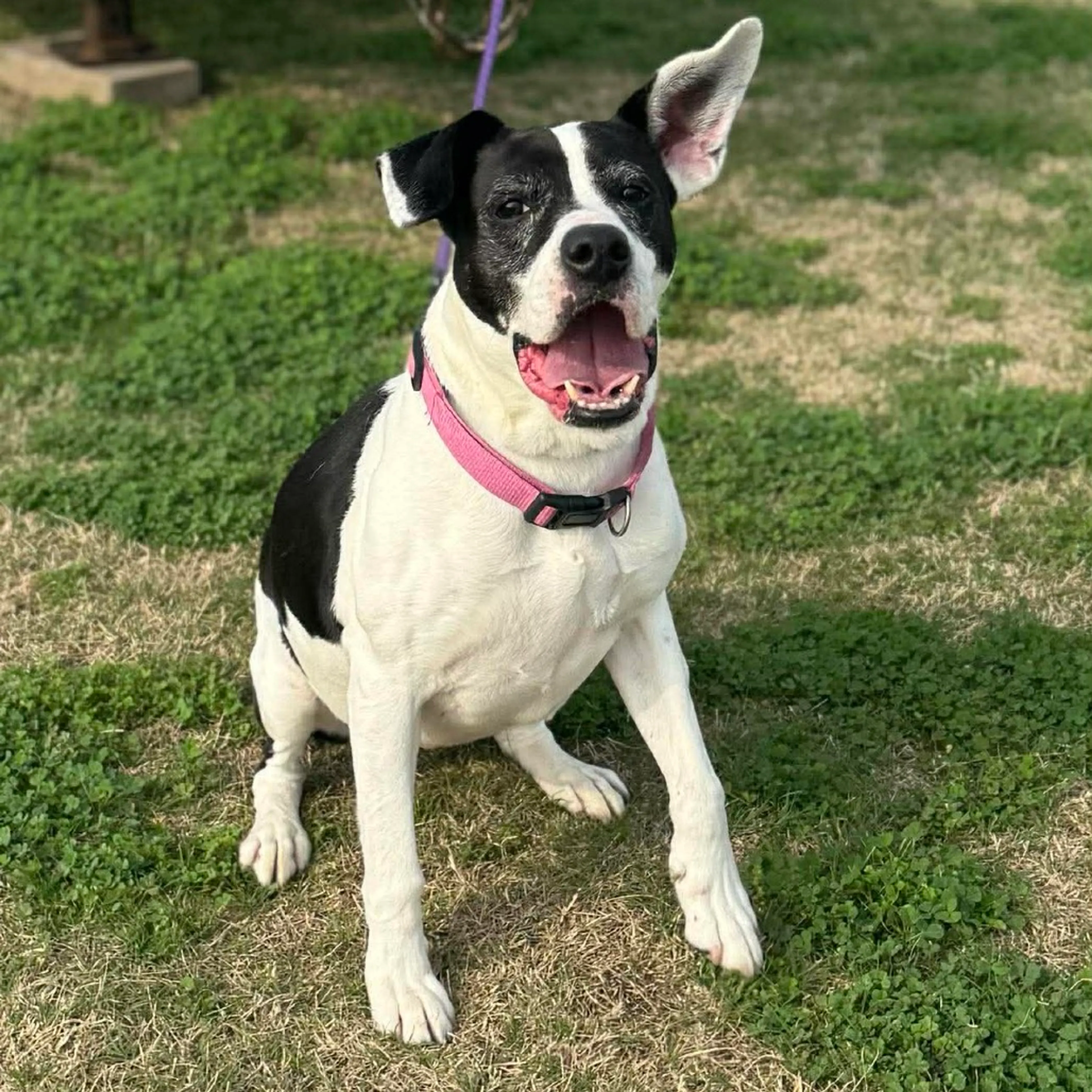 Found pet-14