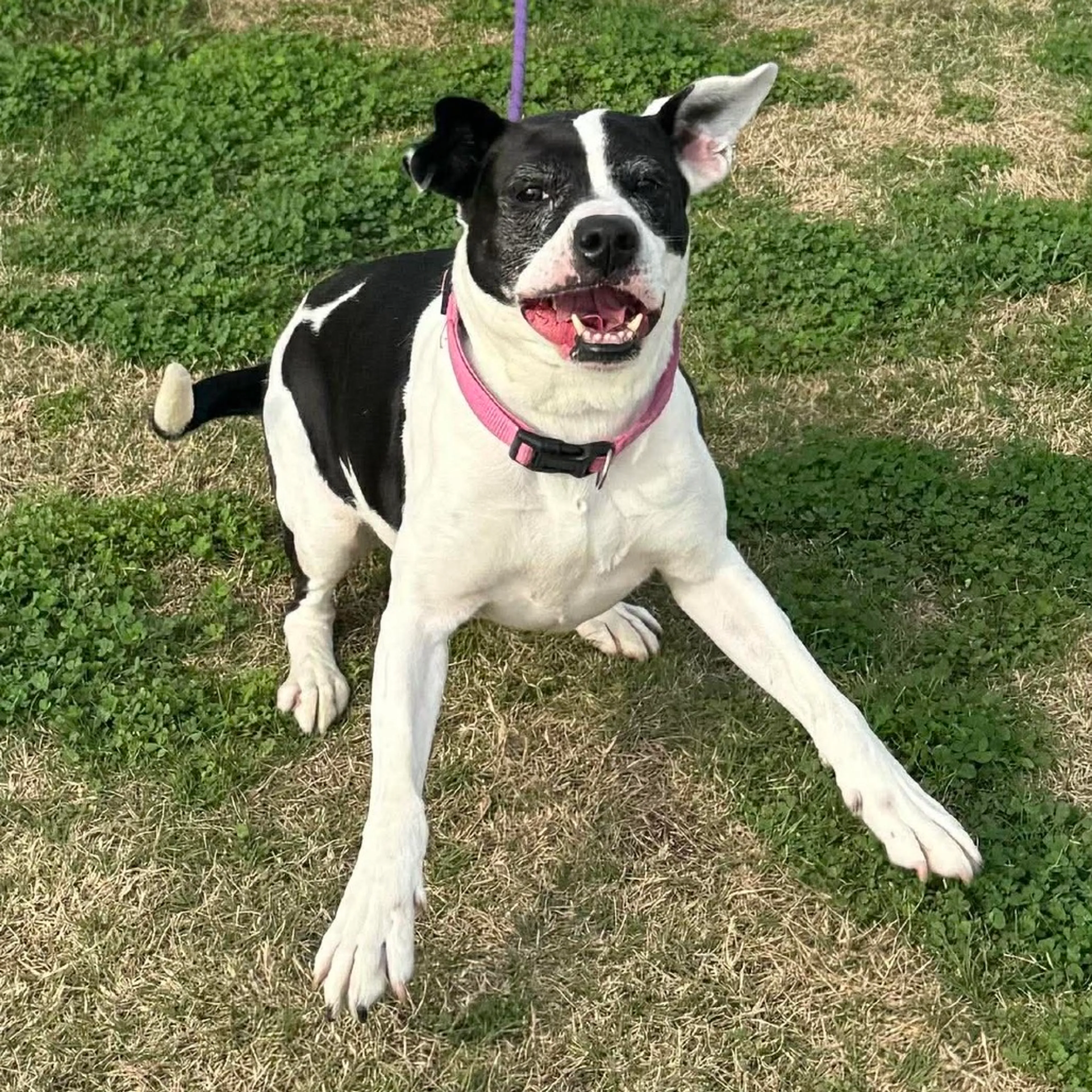 Found pet-13
