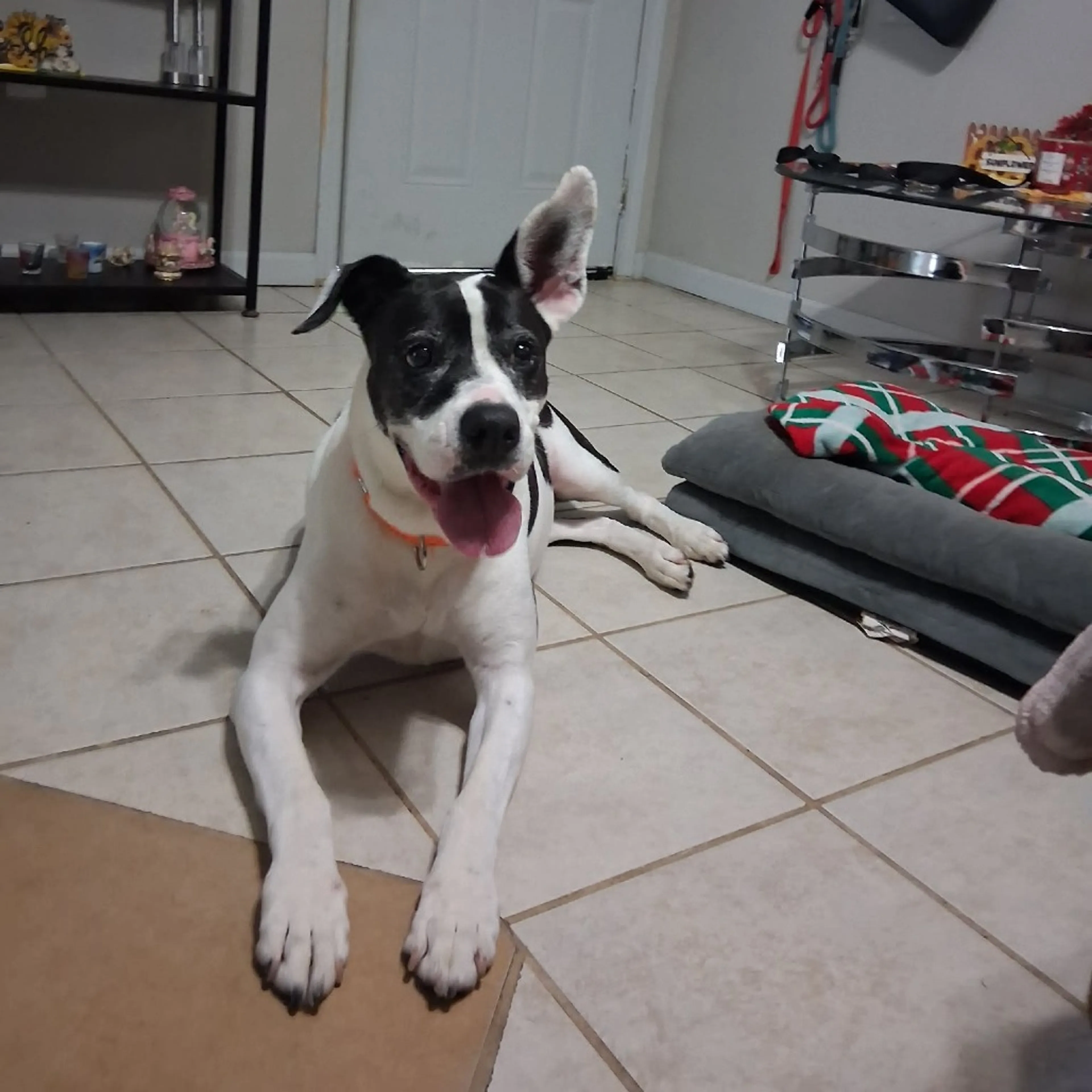 Found pet-18