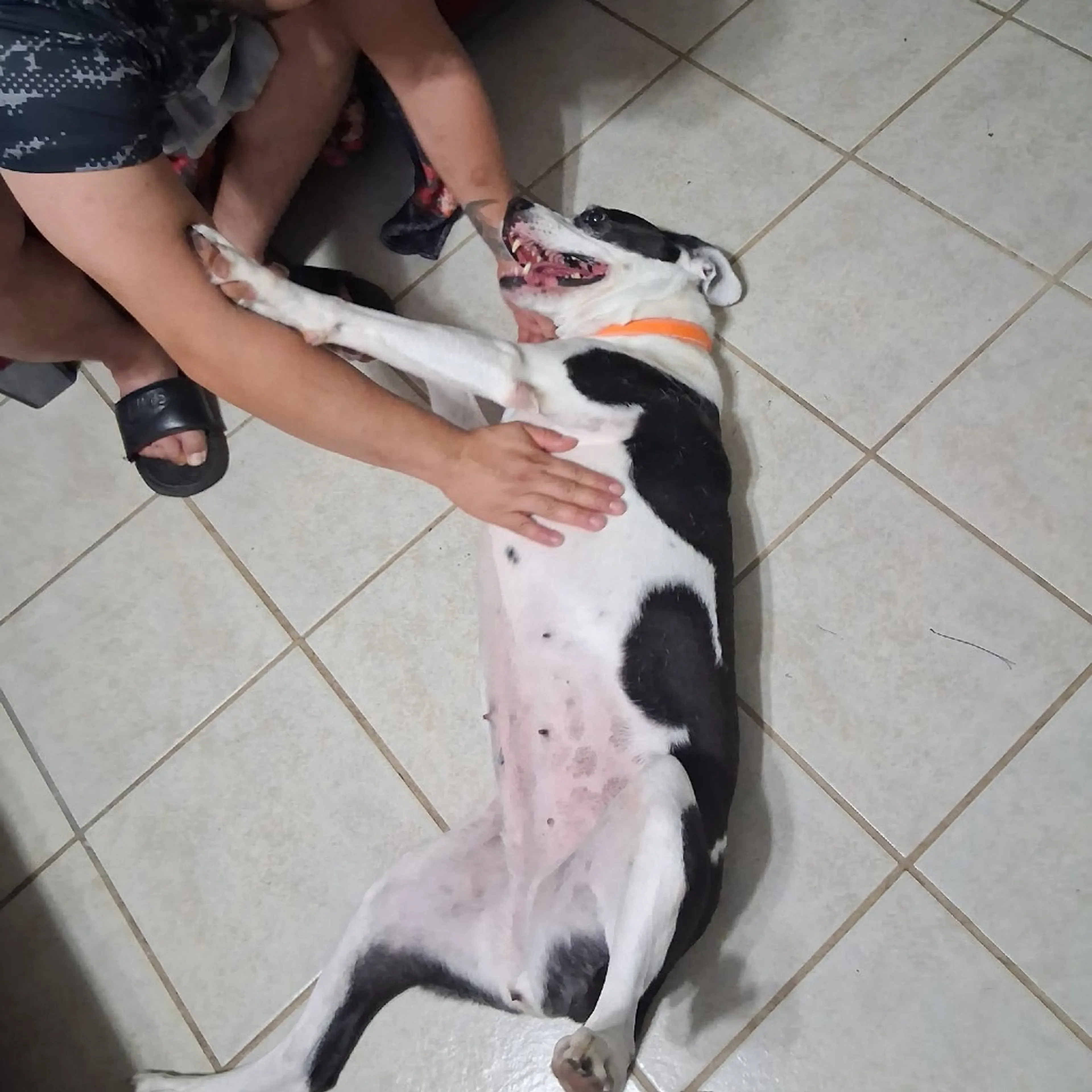 Found pet-15